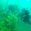 Picture taken during the dive