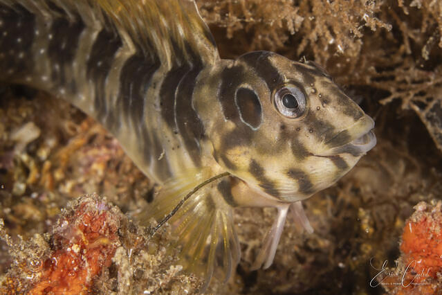 Diving in France, Balaruc les Bains - By Eric Cantrel