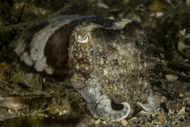 Diving in France, Balaruc les Bains - By Eric Cantrel