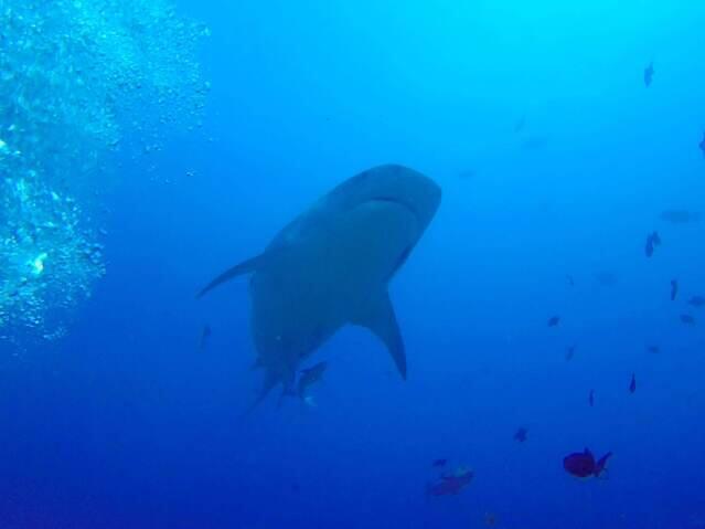Beqa Lagoon Resort - Dive Center in Fiji
