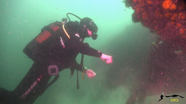 Ocean Addicts - Dive Center in Spain