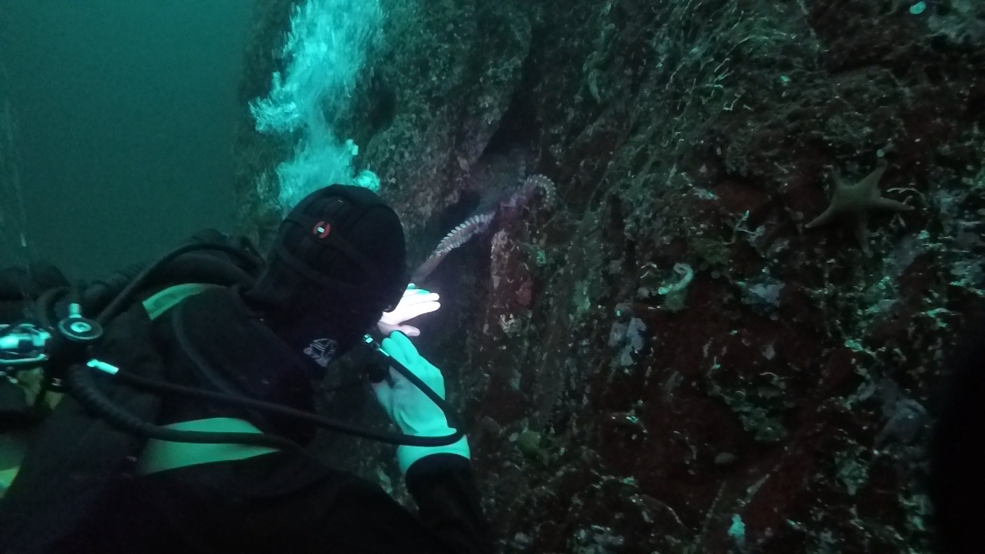 Diving in Canada, Nanoose Bay, British Columbia - By Biancah
