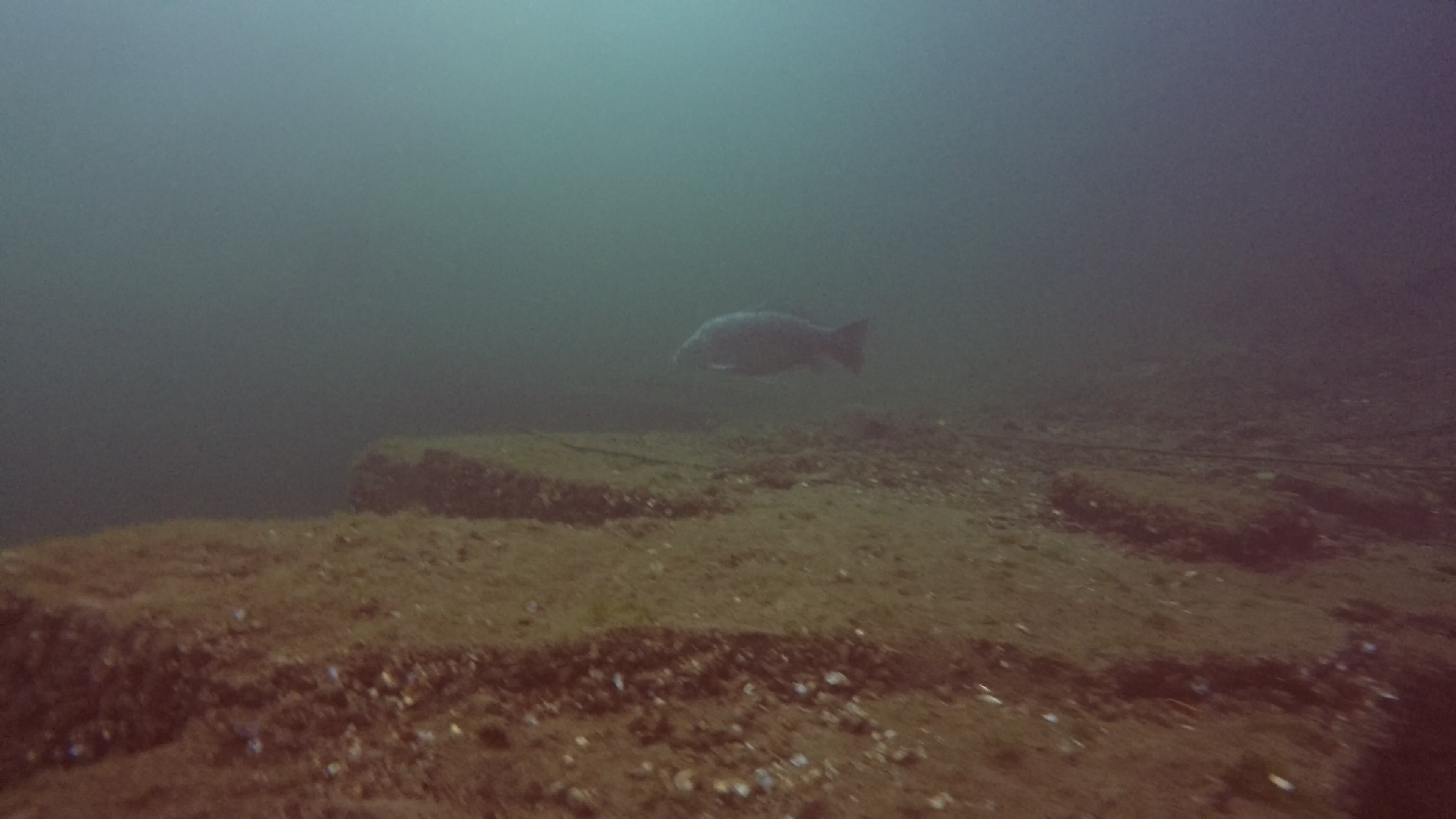 Picture taken during the dive