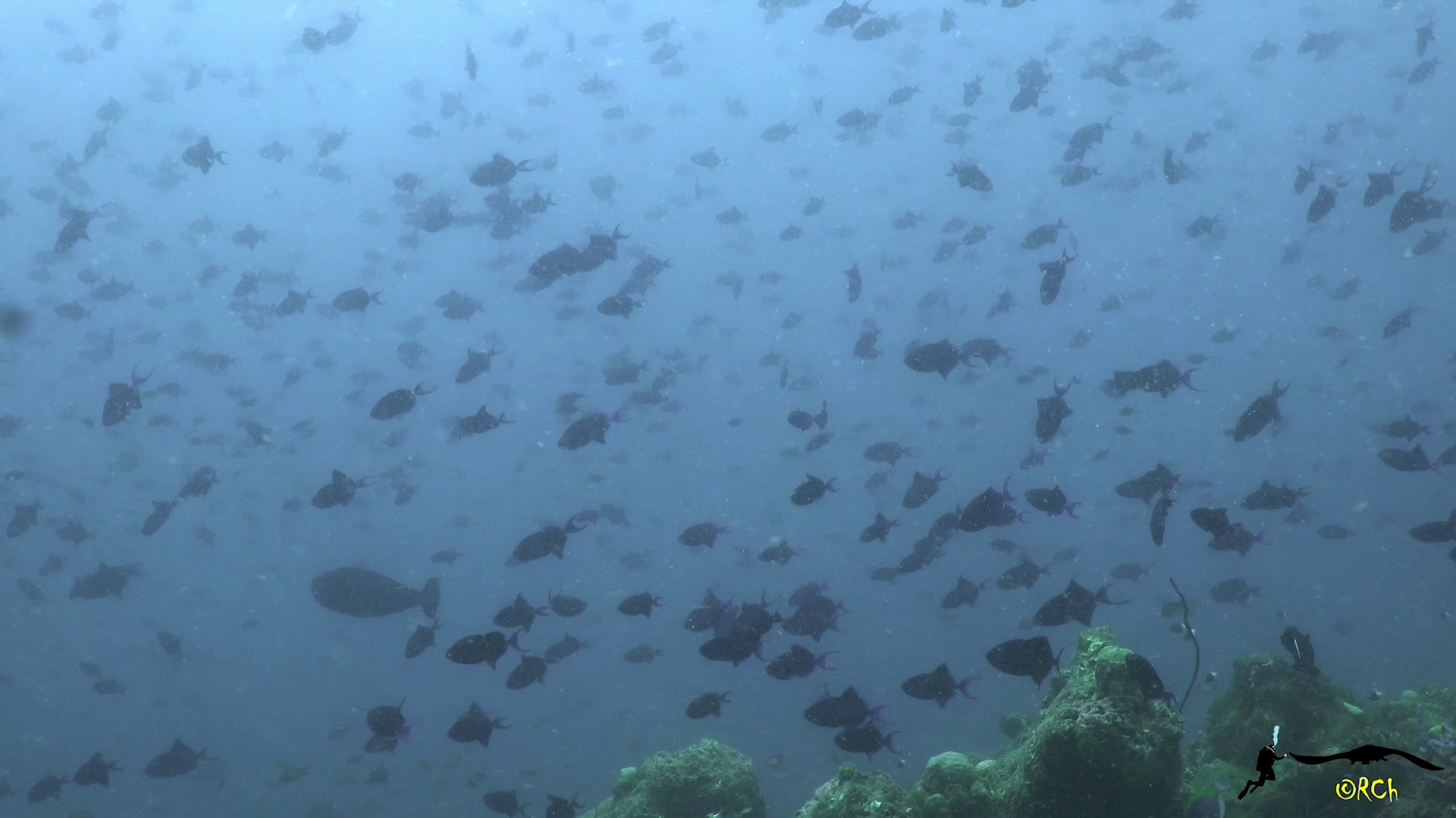 Diving in Maldives, Baa atoll  - By Regis2