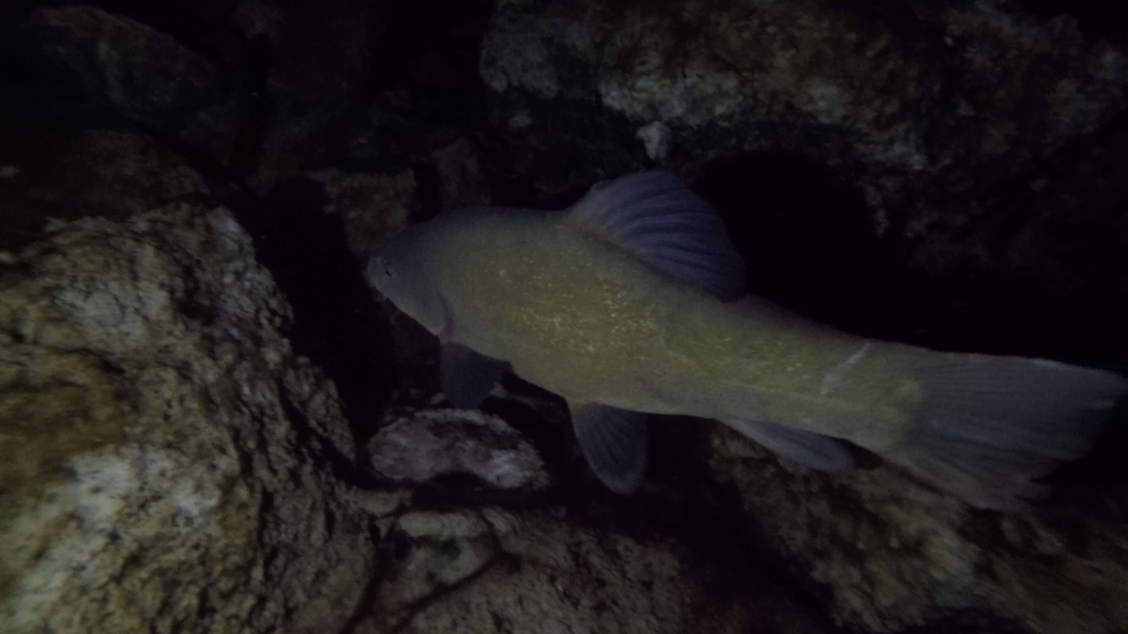 Picture taken during the dive
