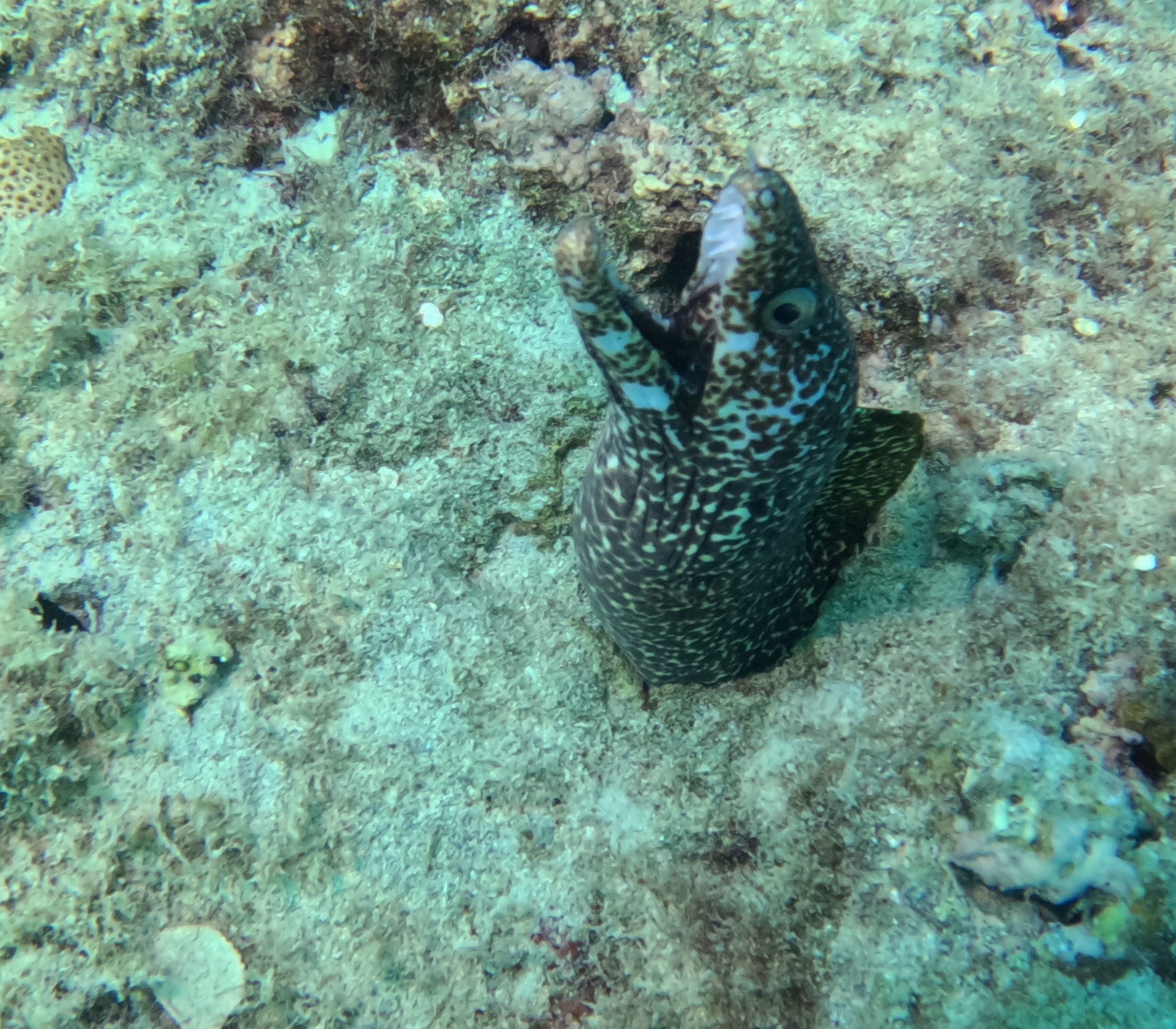 Picture taken during the dive