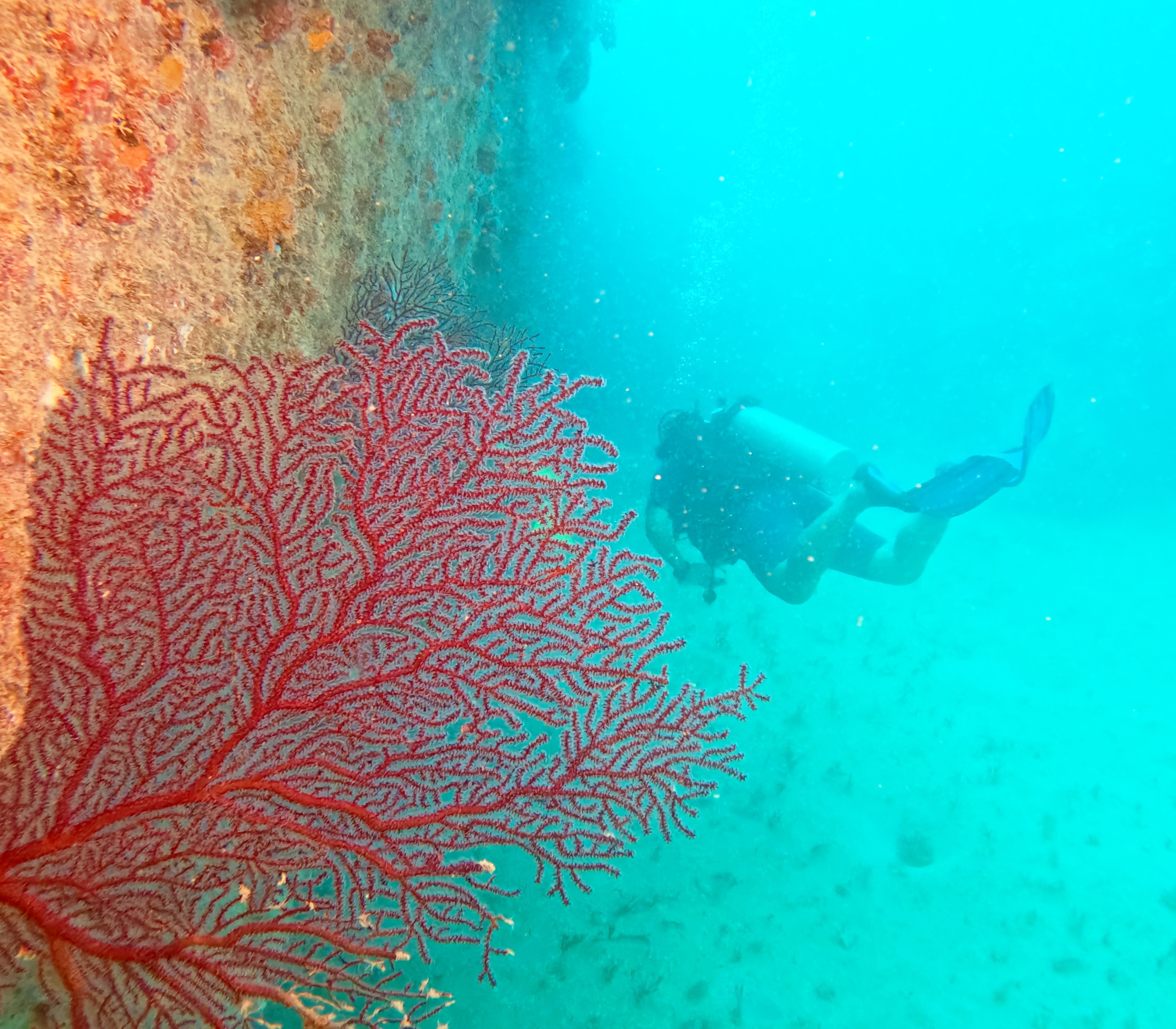 Picture taken during the dive