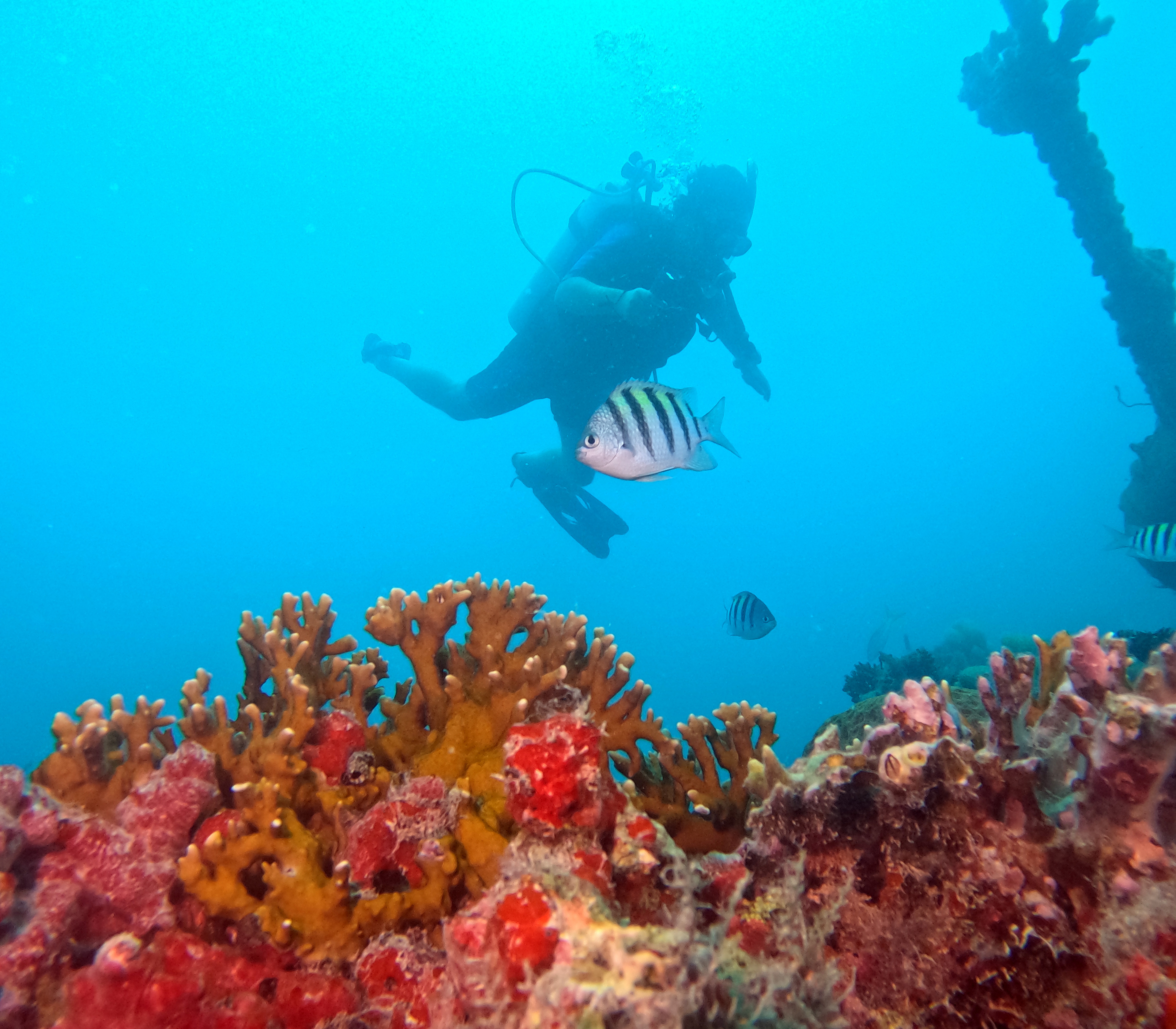 Picture taken during the dive