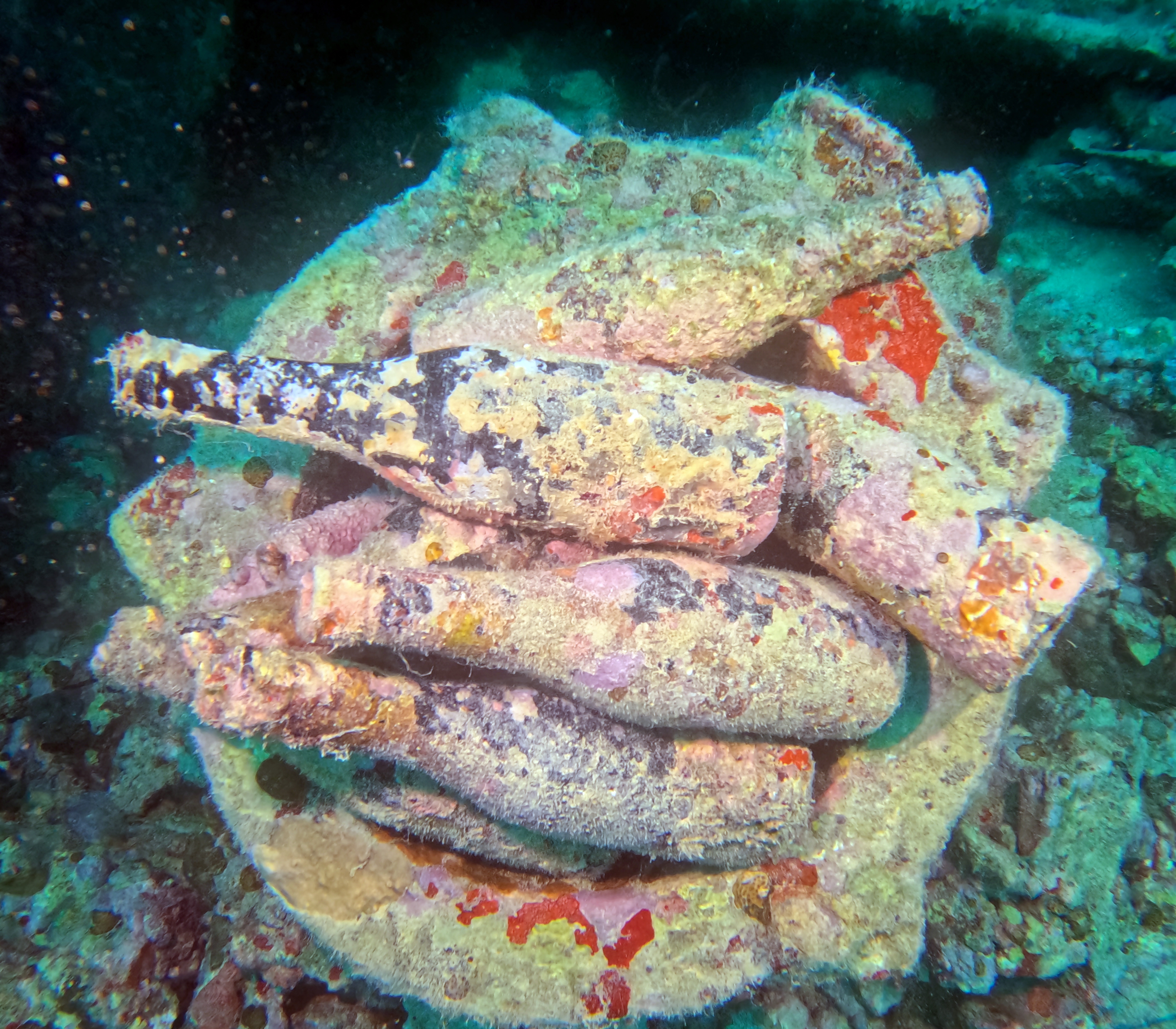 Picture taken during the dive