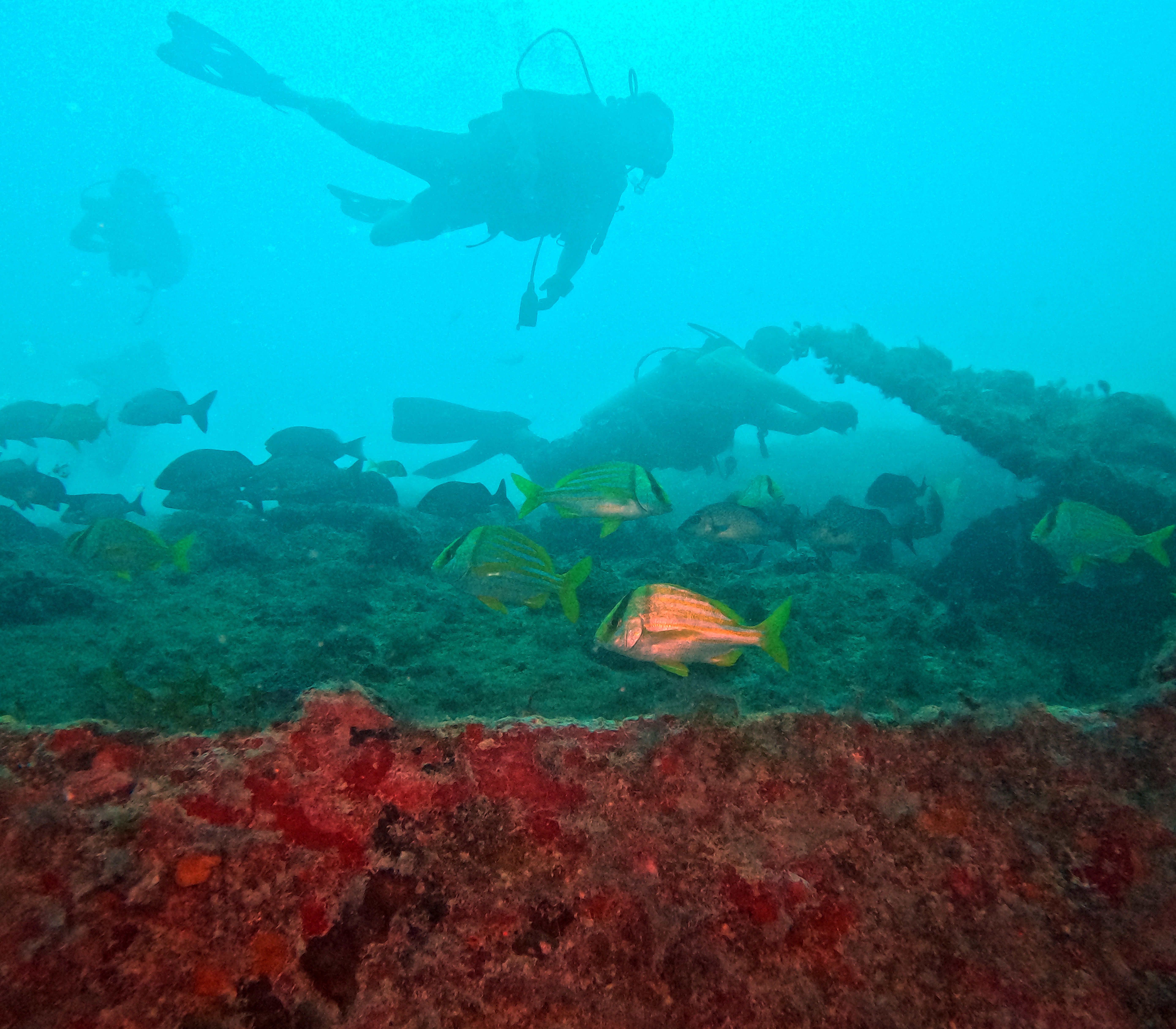 Picture taken during the dive