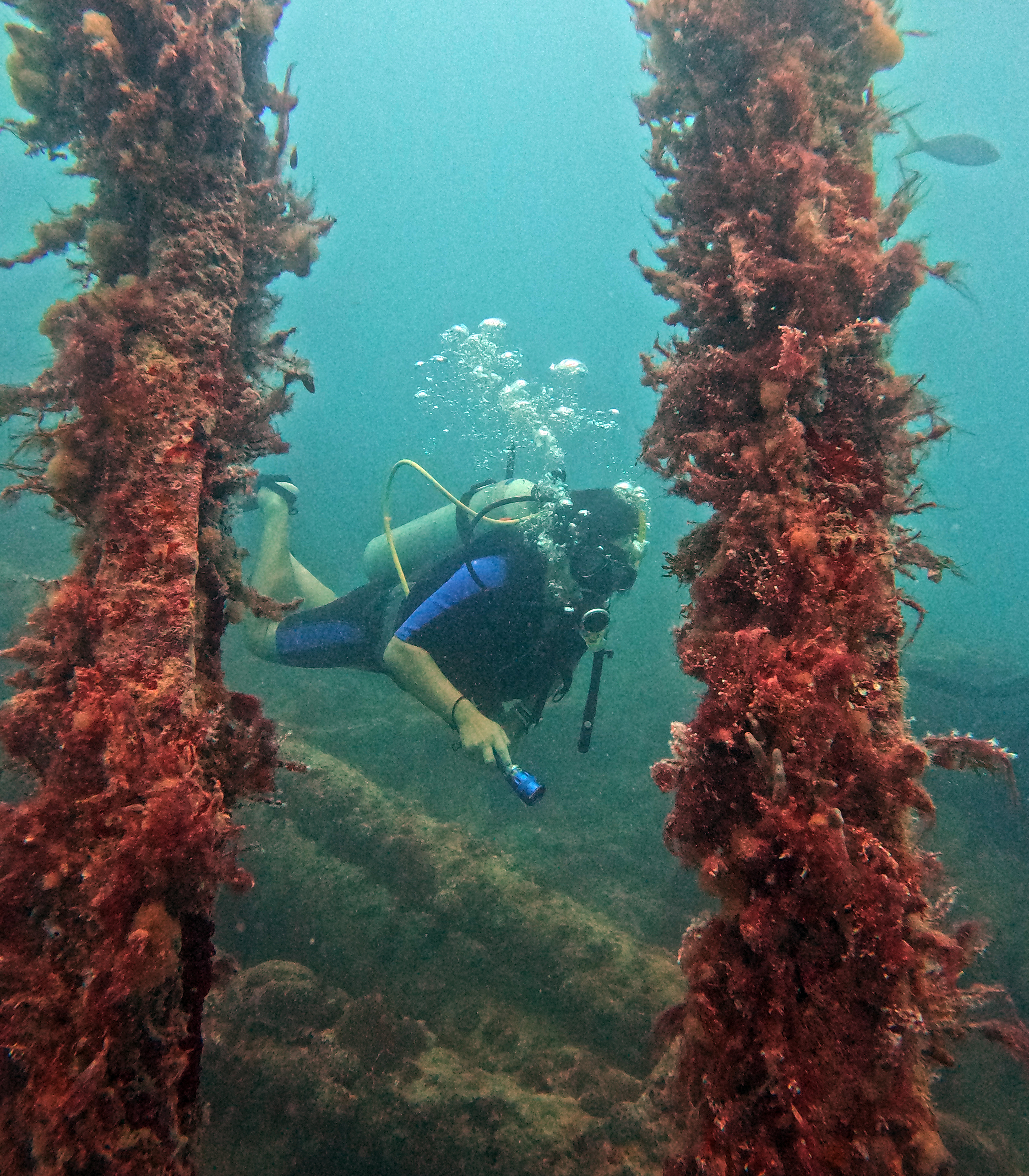 Picture taken during the dive