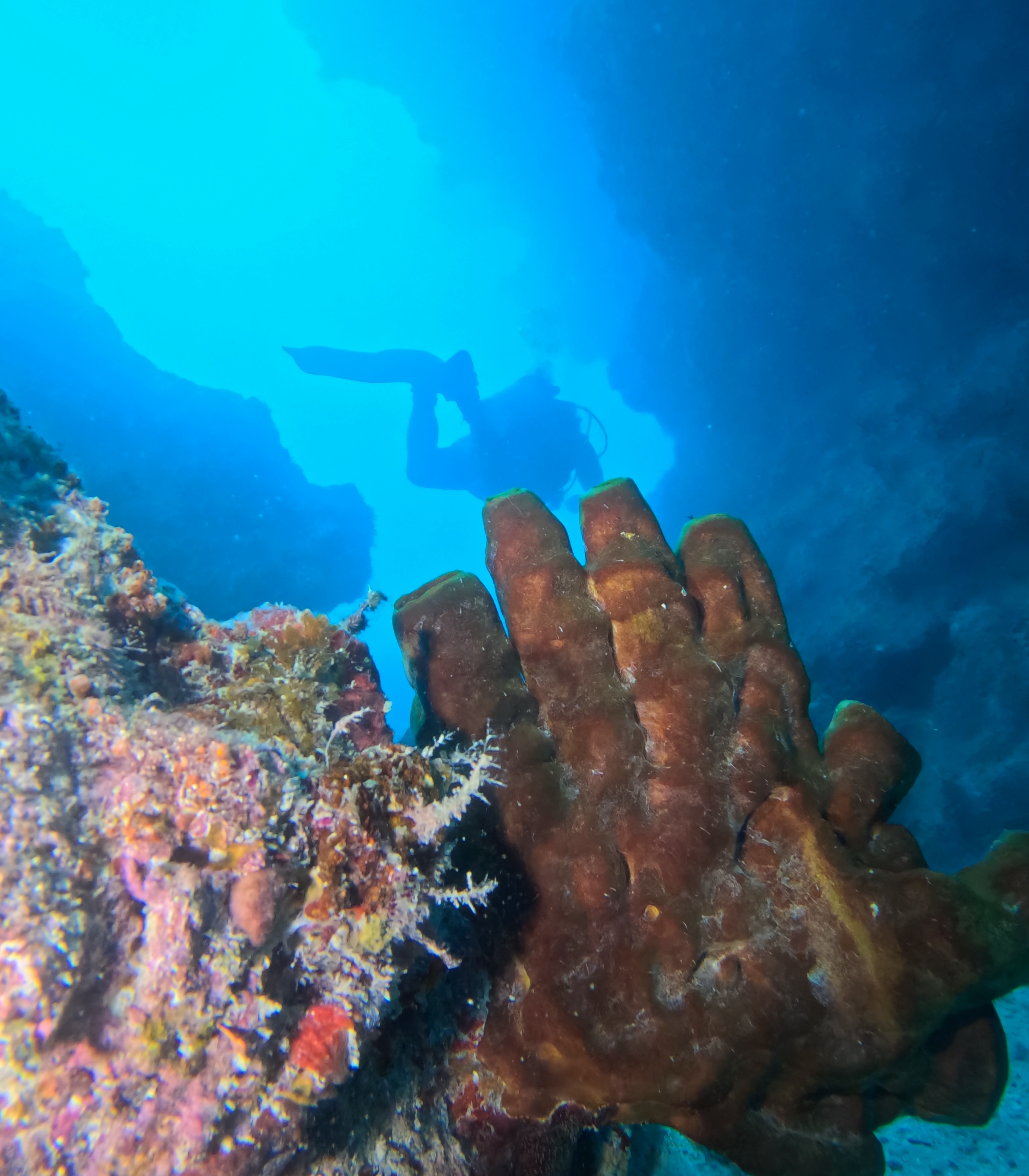 Picture taken during the dive
