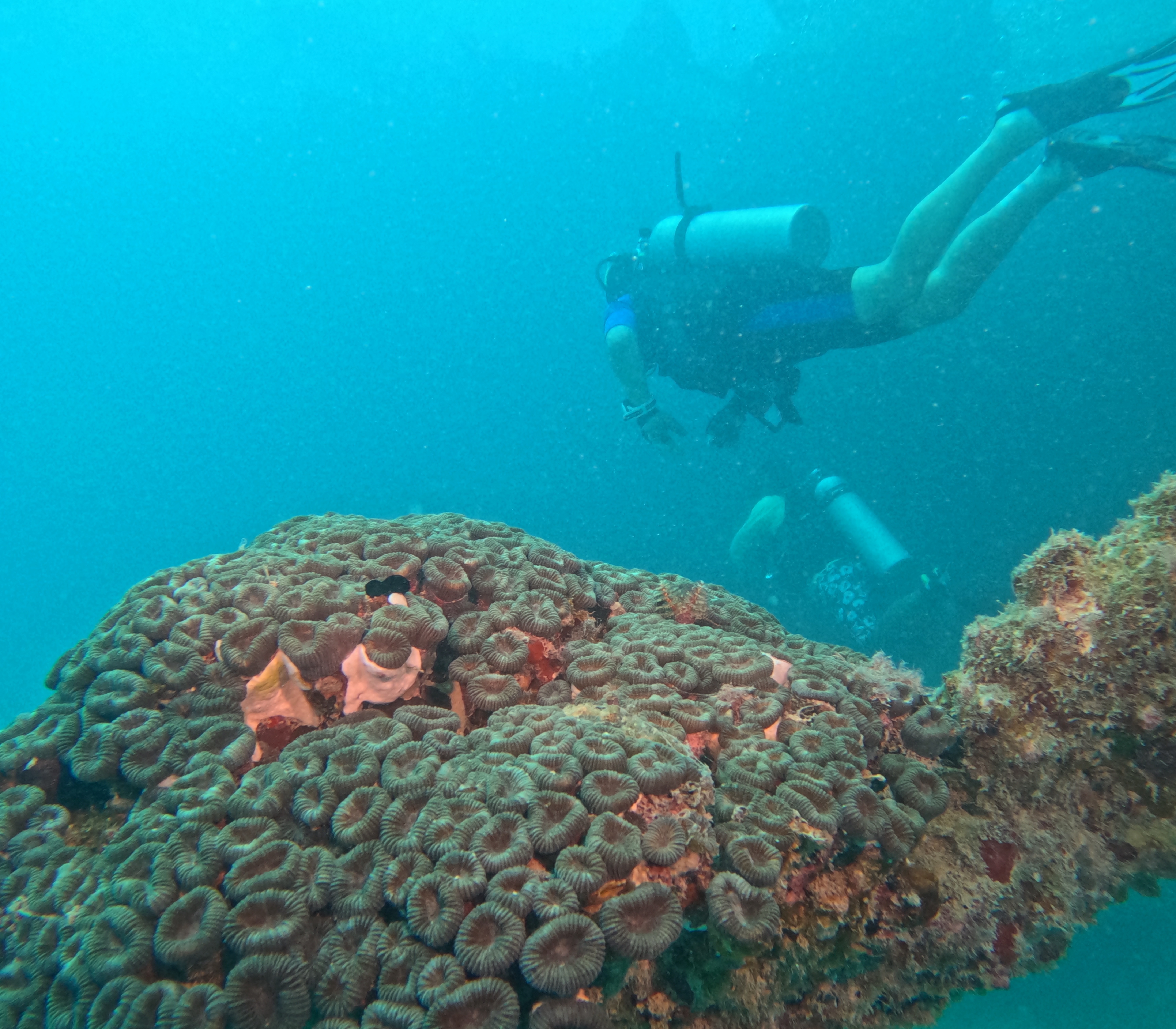 Picture taken during the dive
