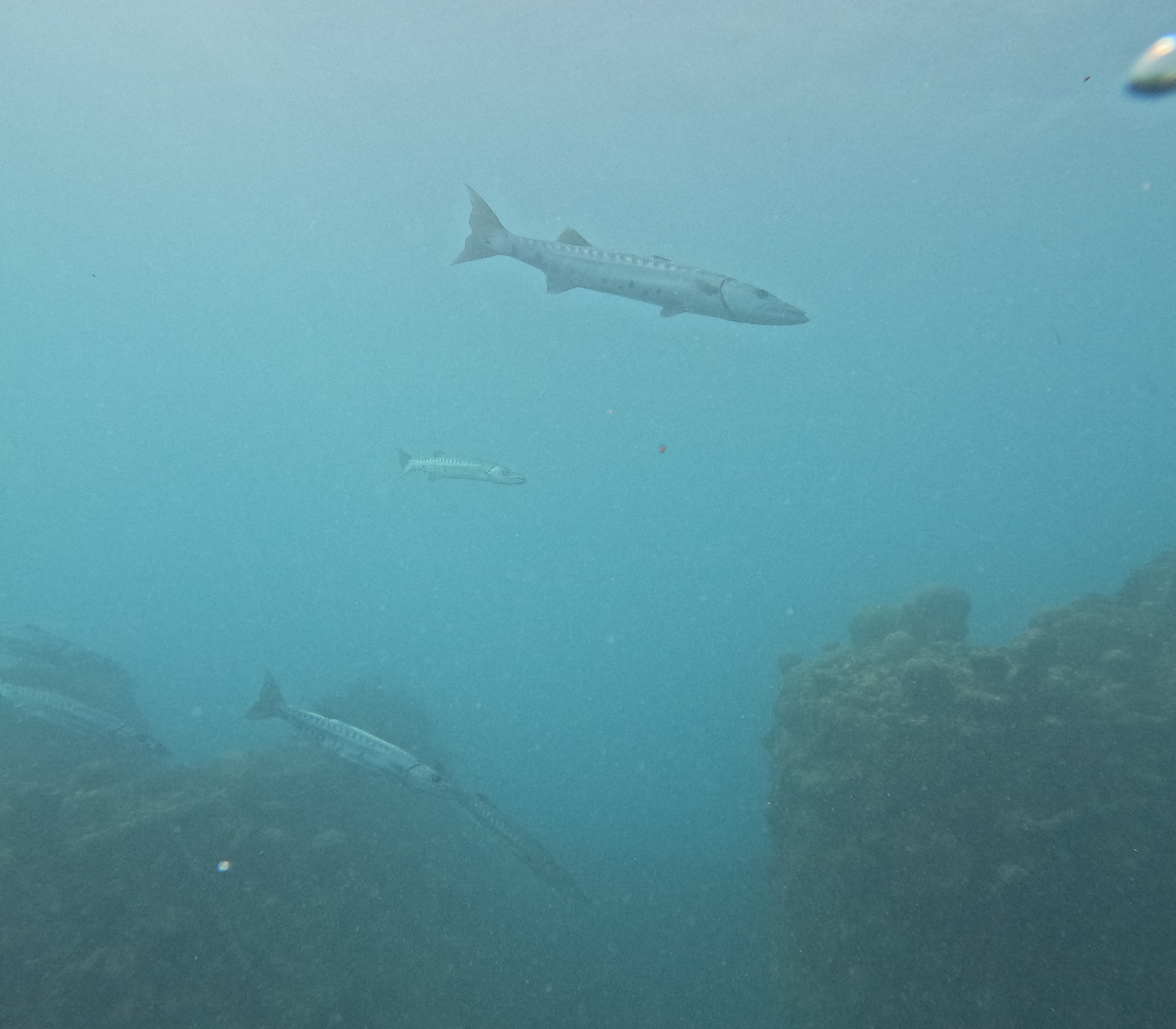 Picture taken during the dive