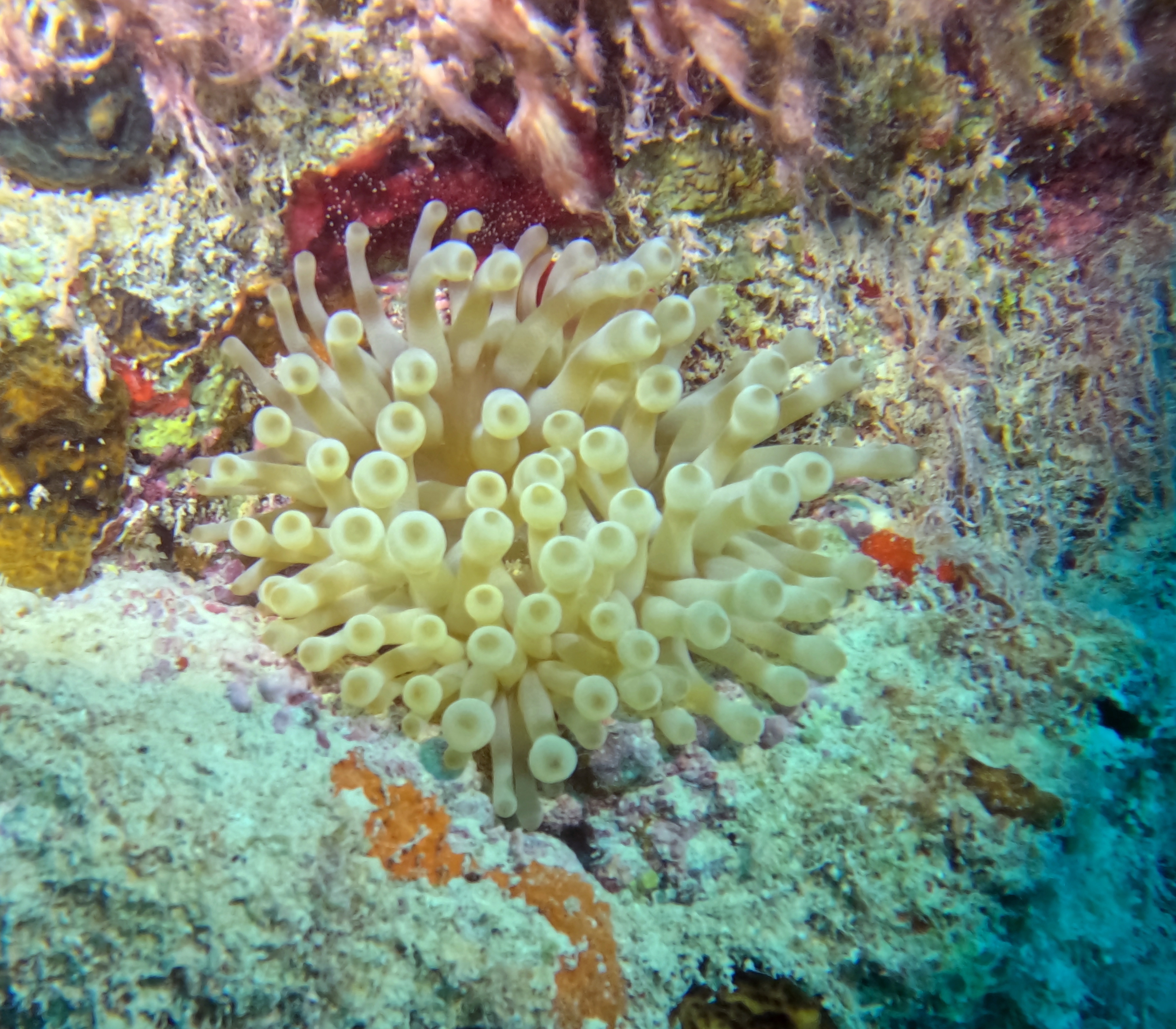 Picture taken during the dive