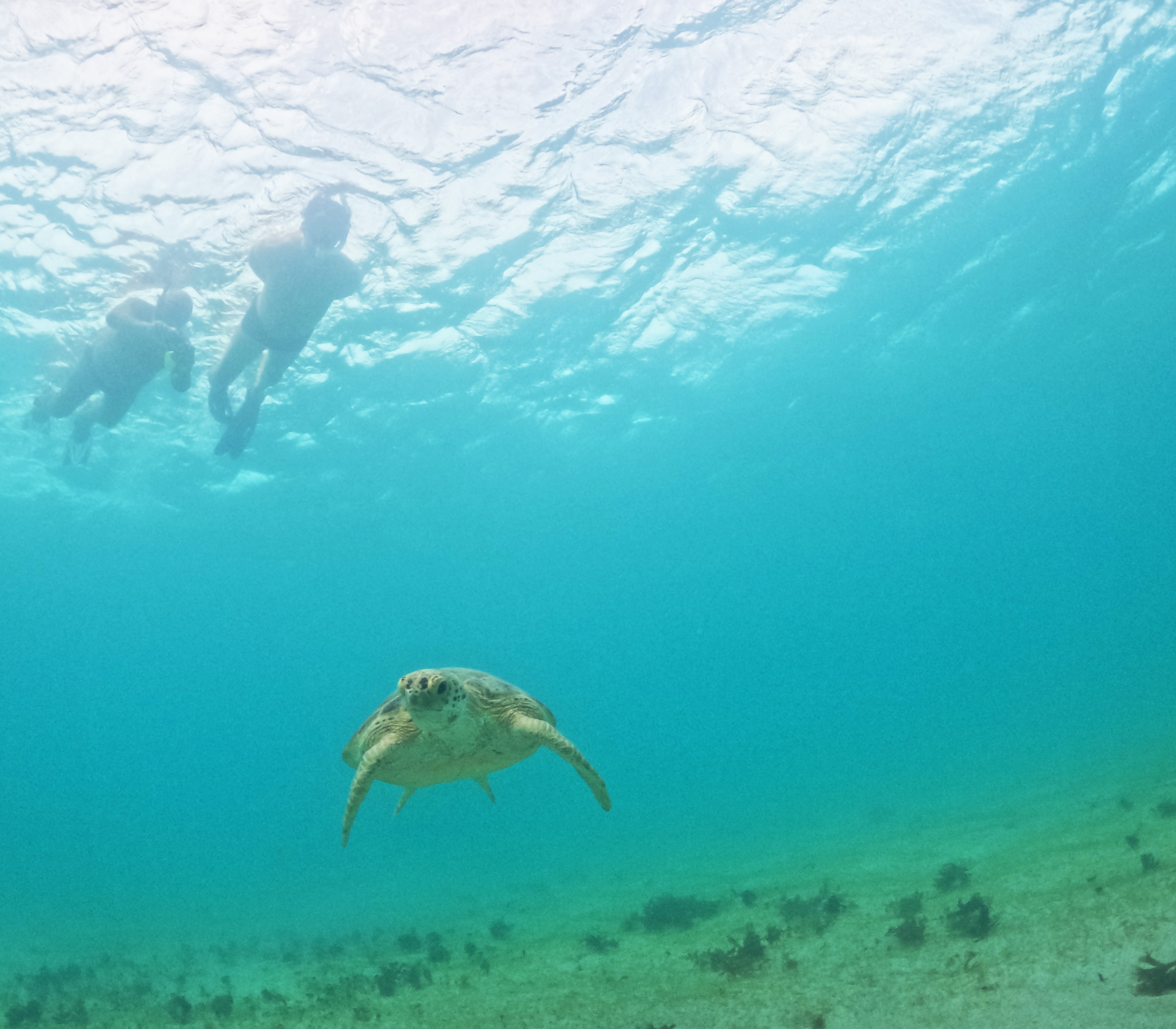 Picture taken during the dive