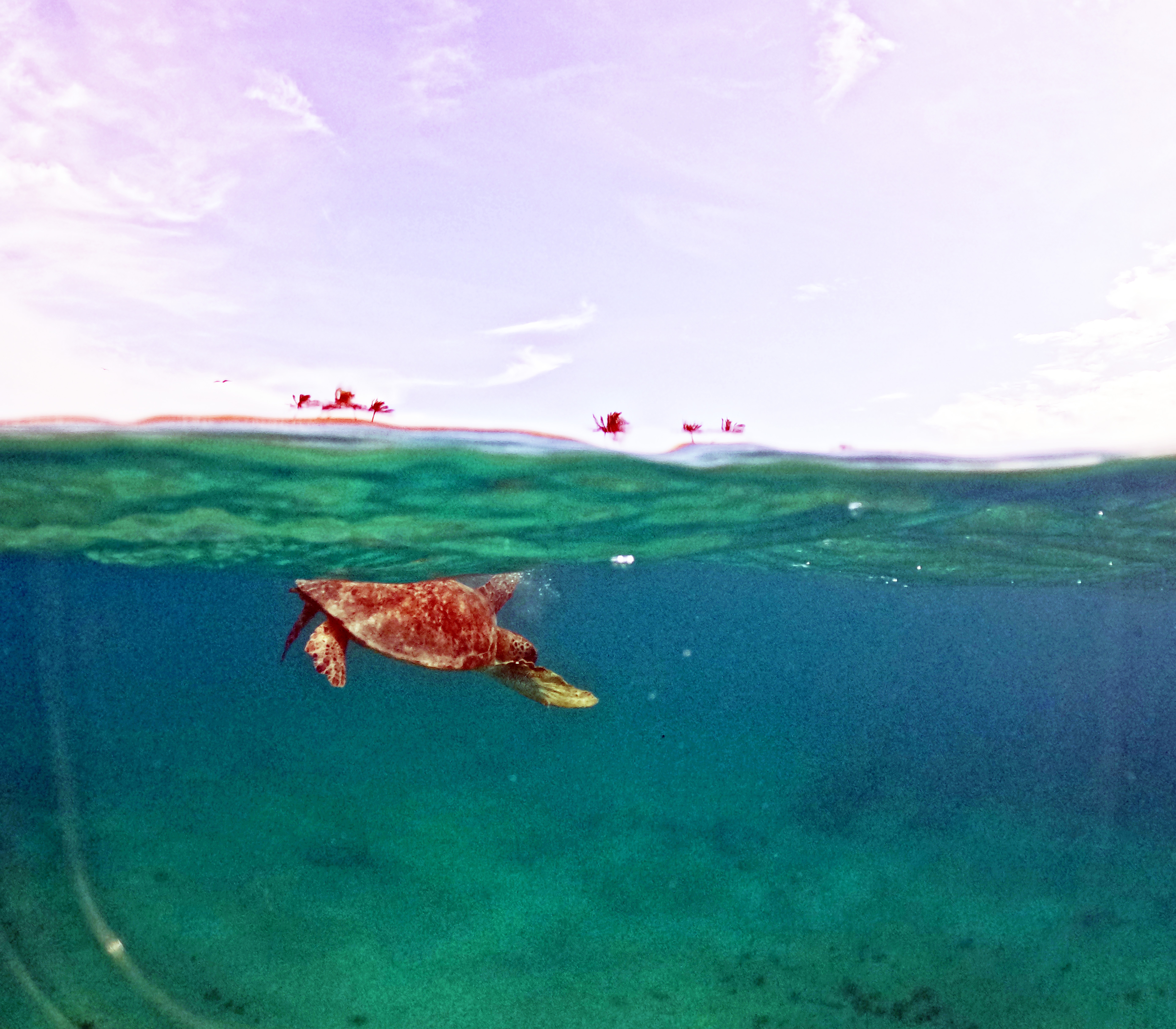 Picture taken during the dive