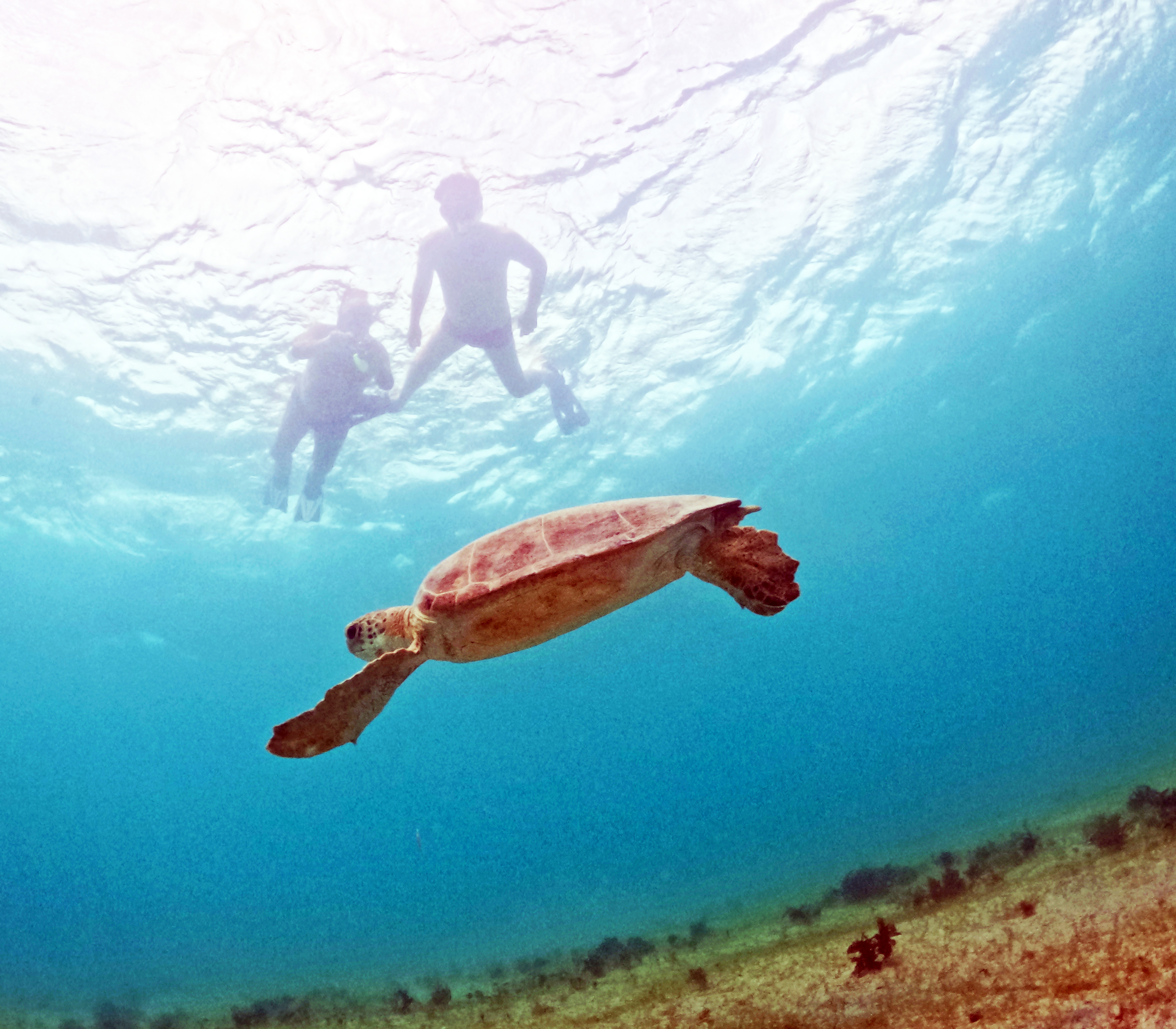 Picture taken during the dive