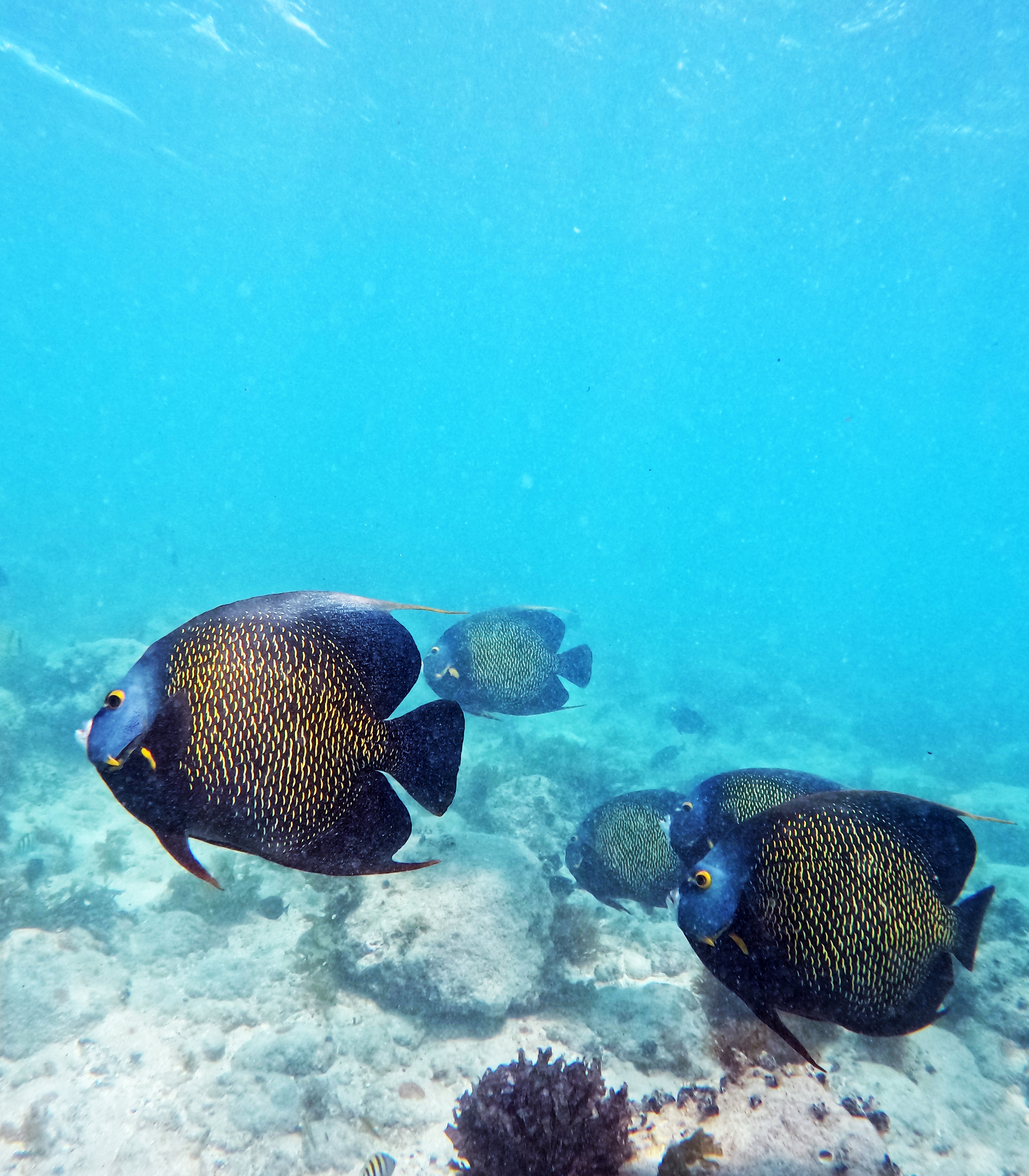 Picture taken during the dive