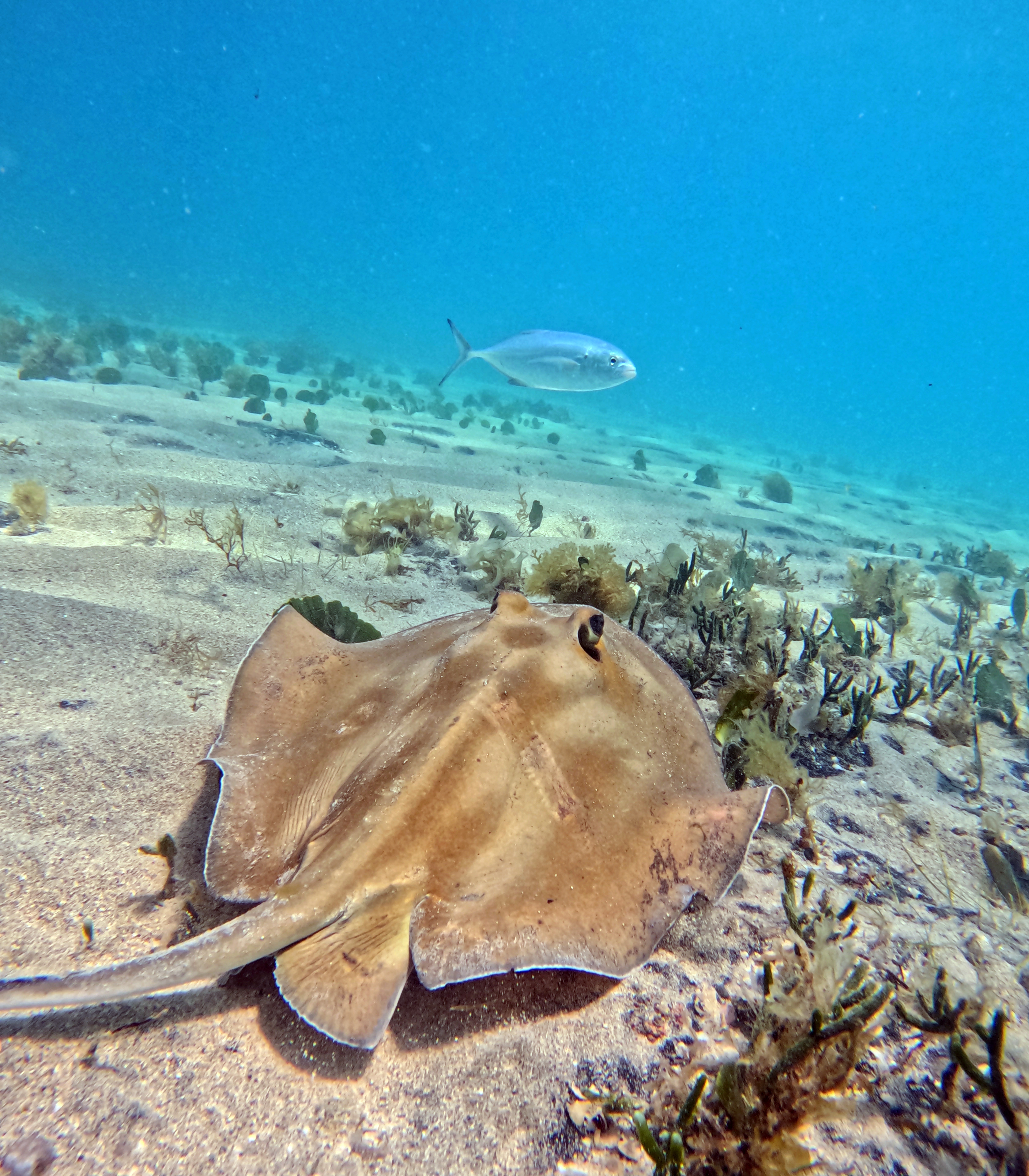Picture taken during the dive