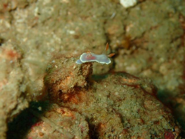 Diverse Borneo - Dive Center in Malaysia