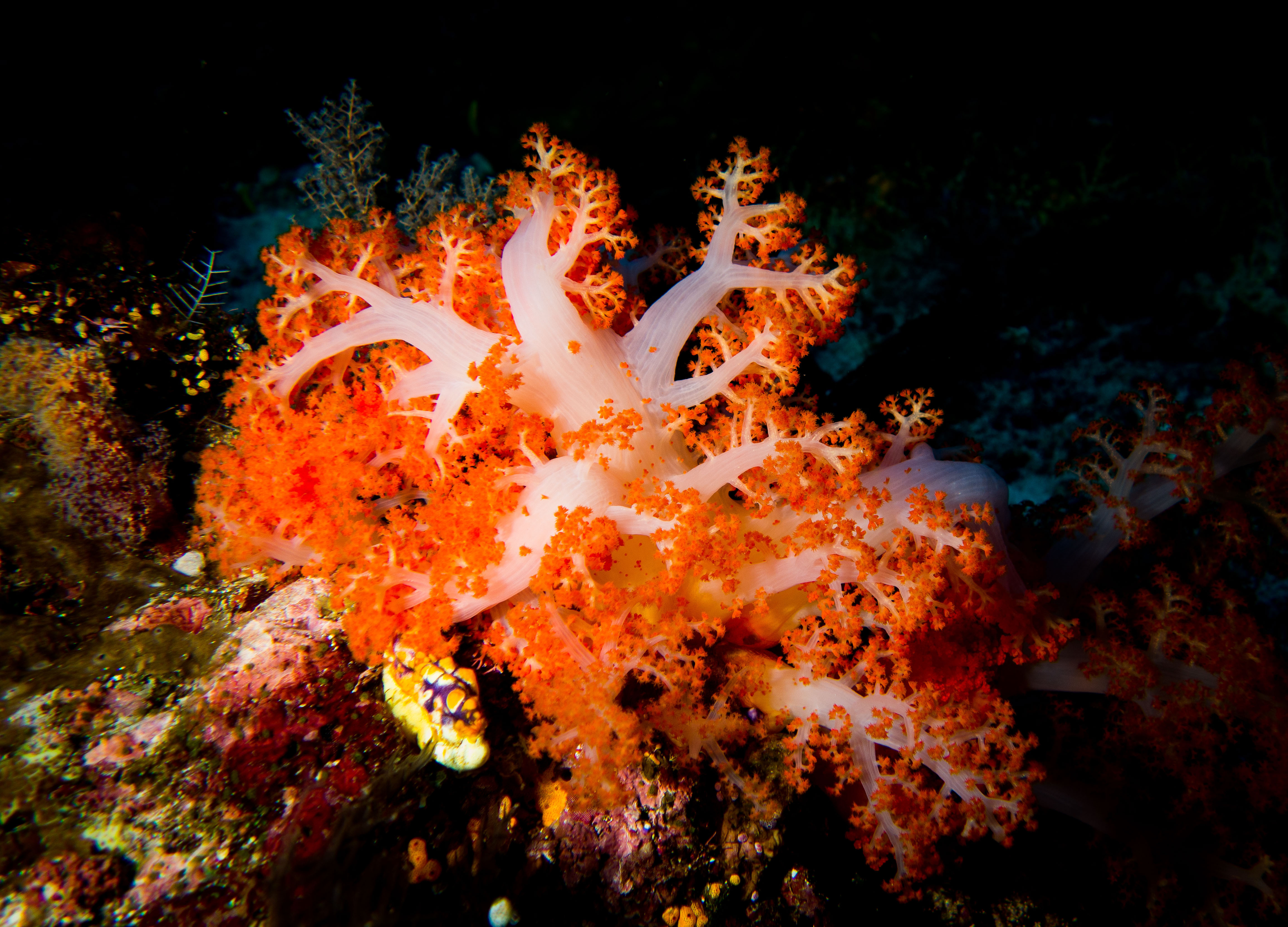 Picture taken during the dive