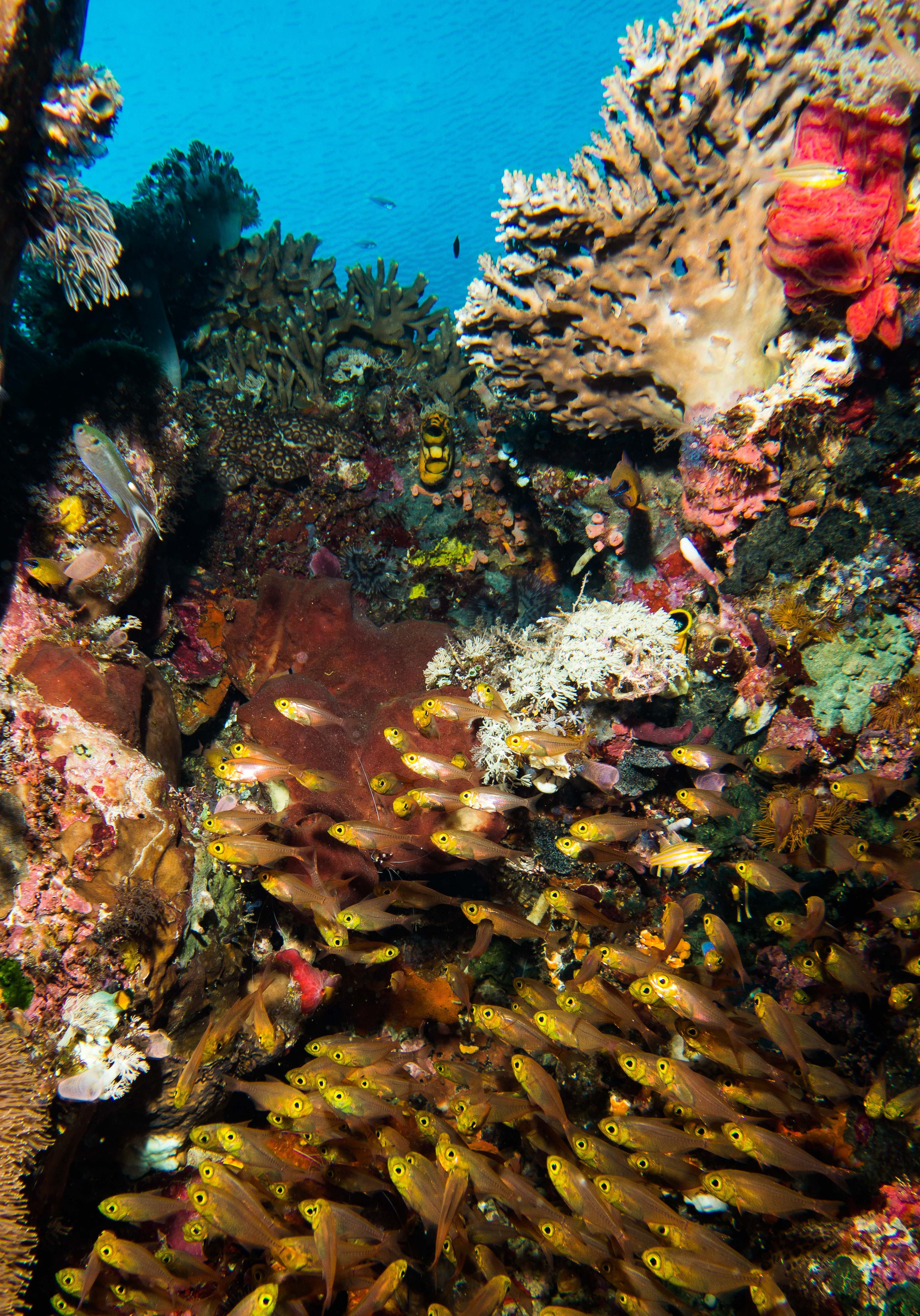 Picture taken during the dive