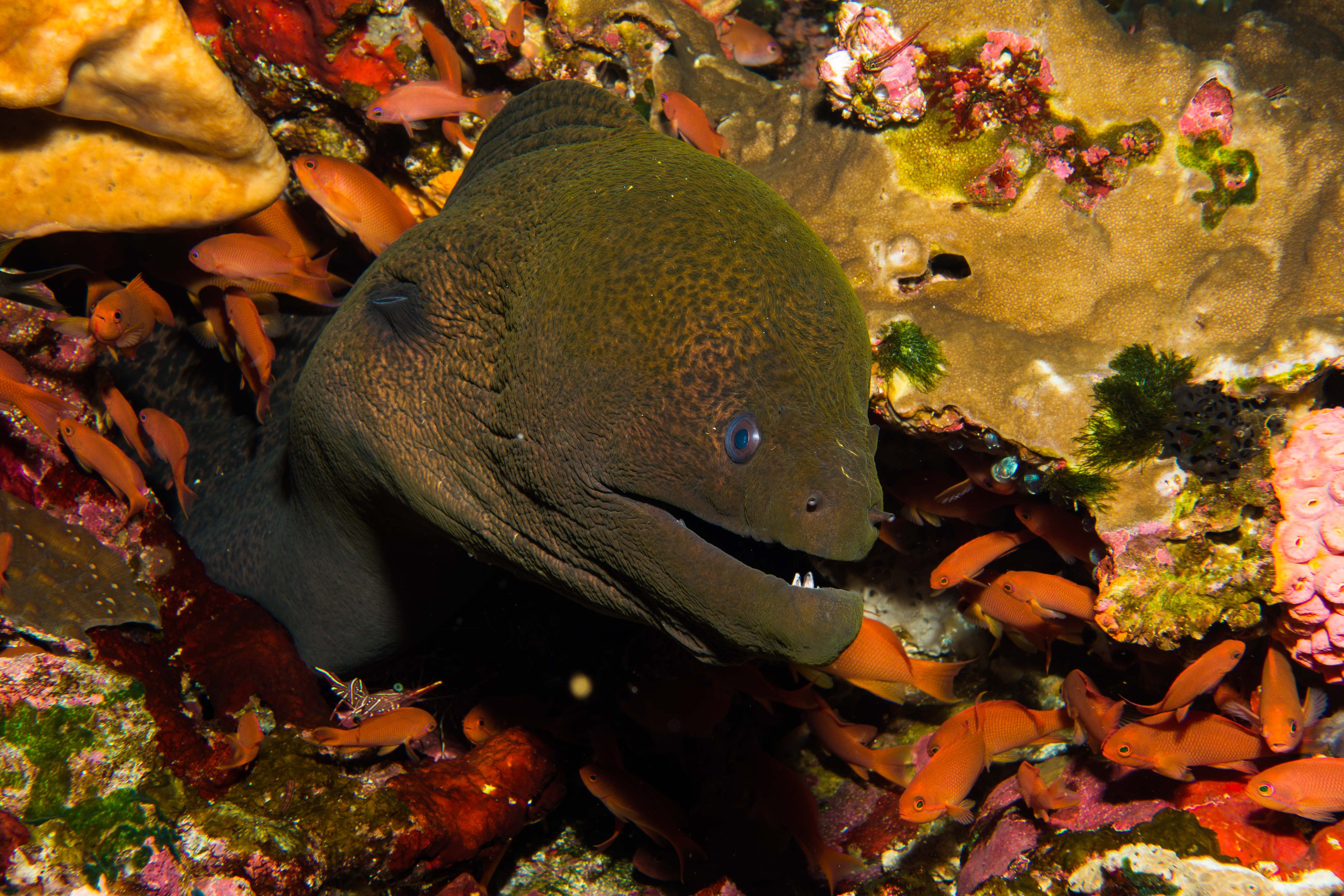 Picture taken during the dive