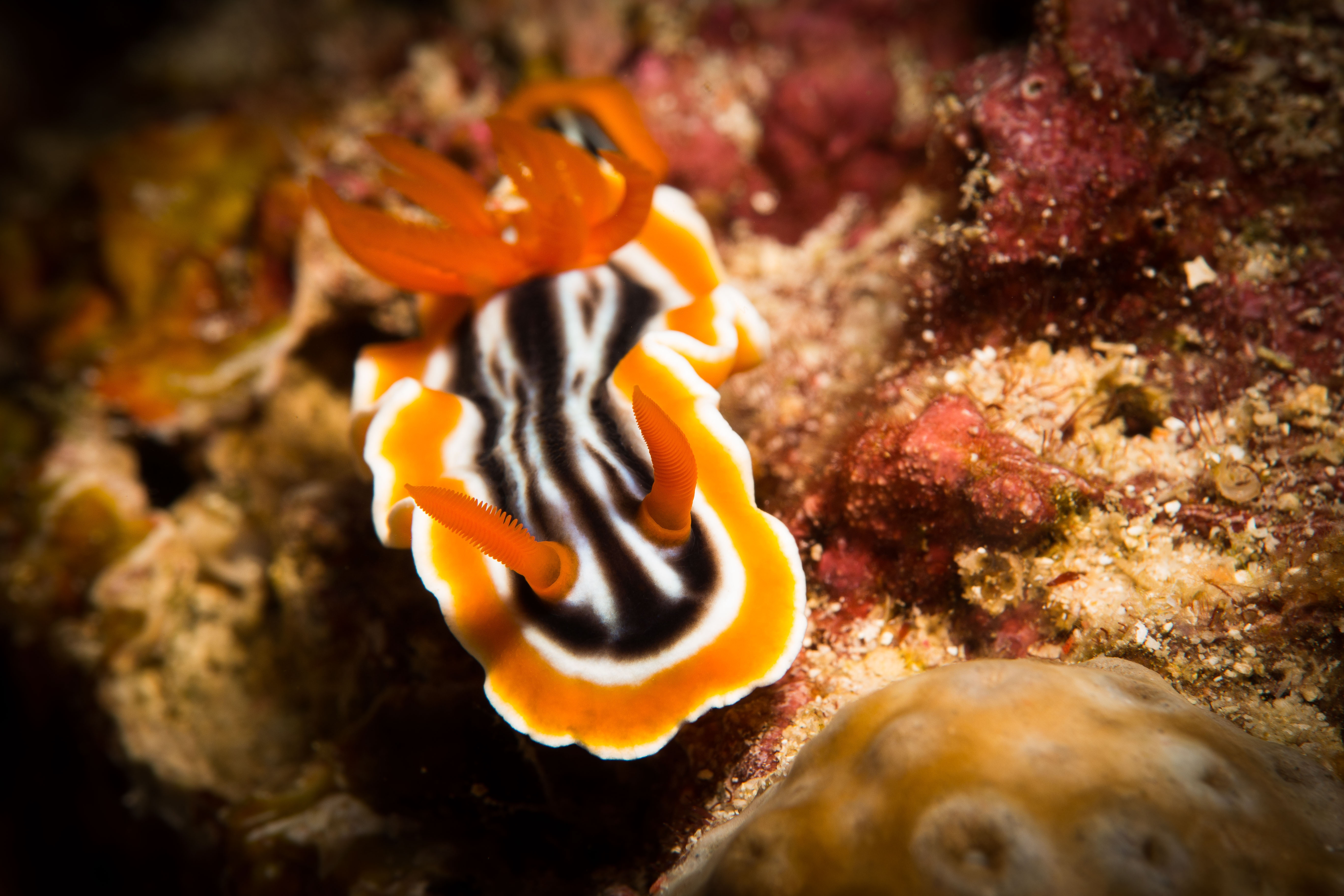 Picture taken during the dive