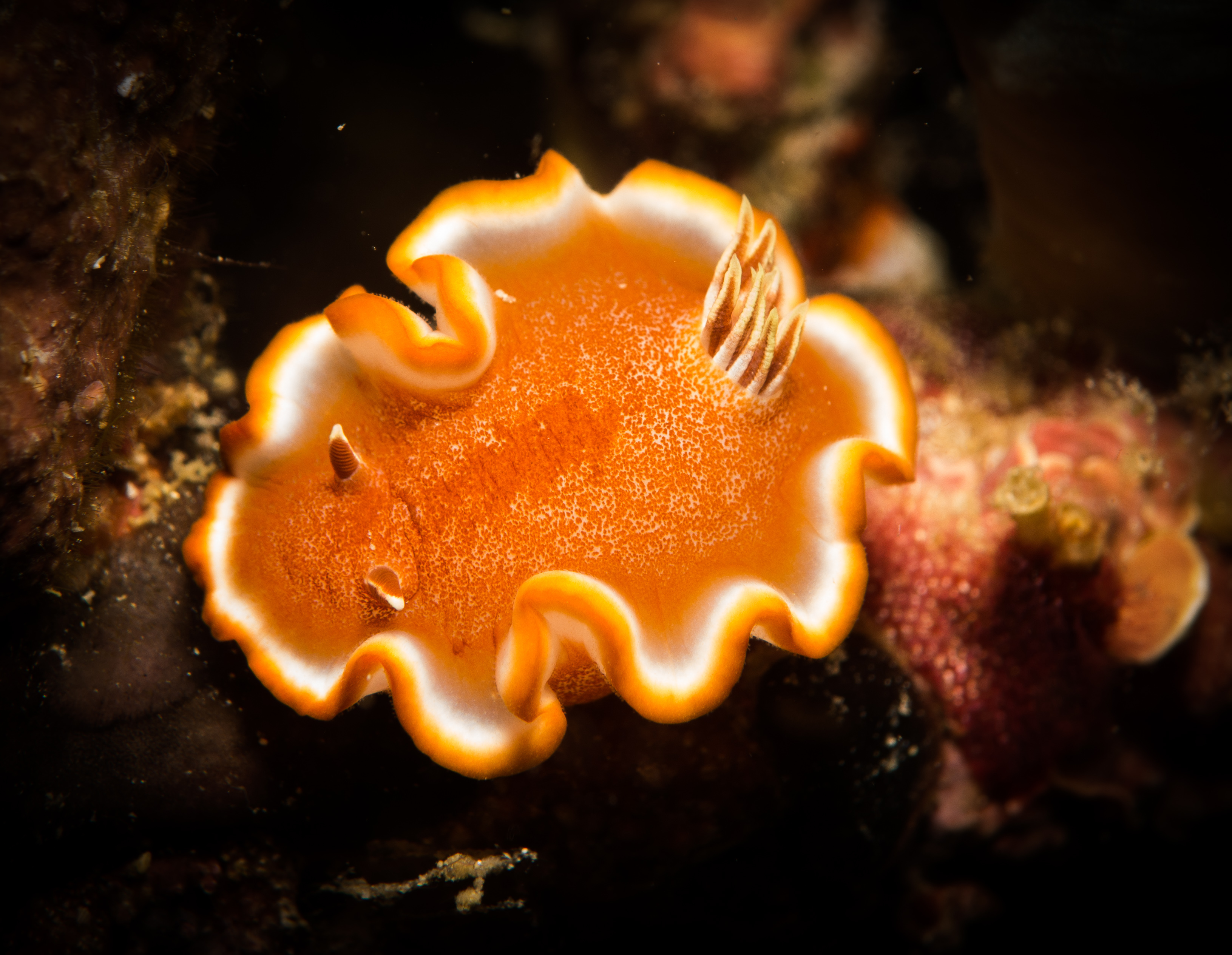 Picture taken during the dive