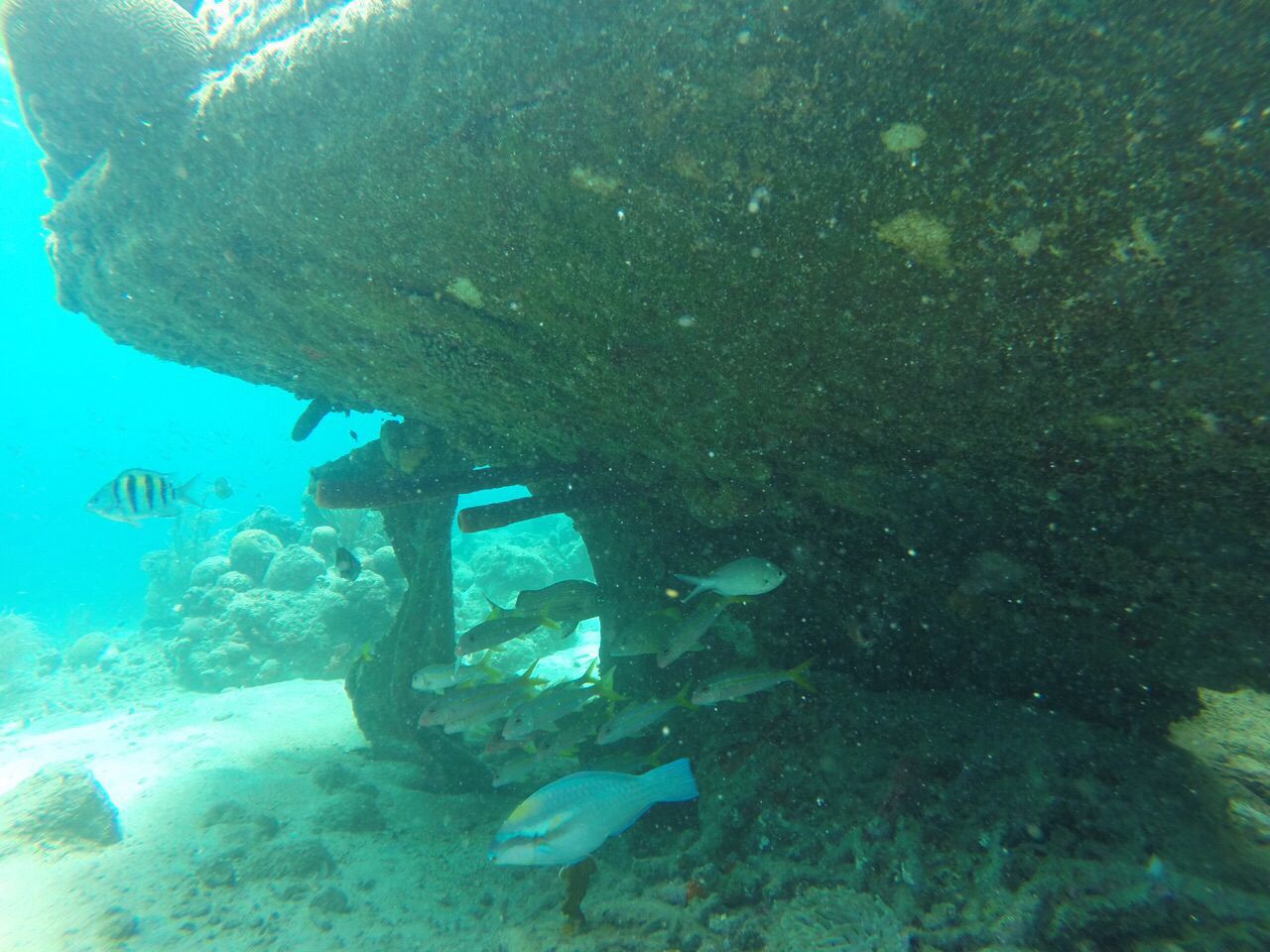Curious2 Dive - Dive Center in Netherlands Antilles