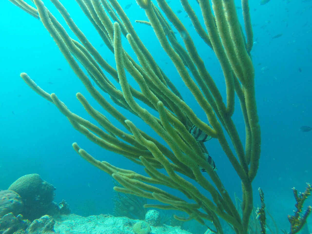 Curious2 Dive - Dive Center in Netherlands Antilles
