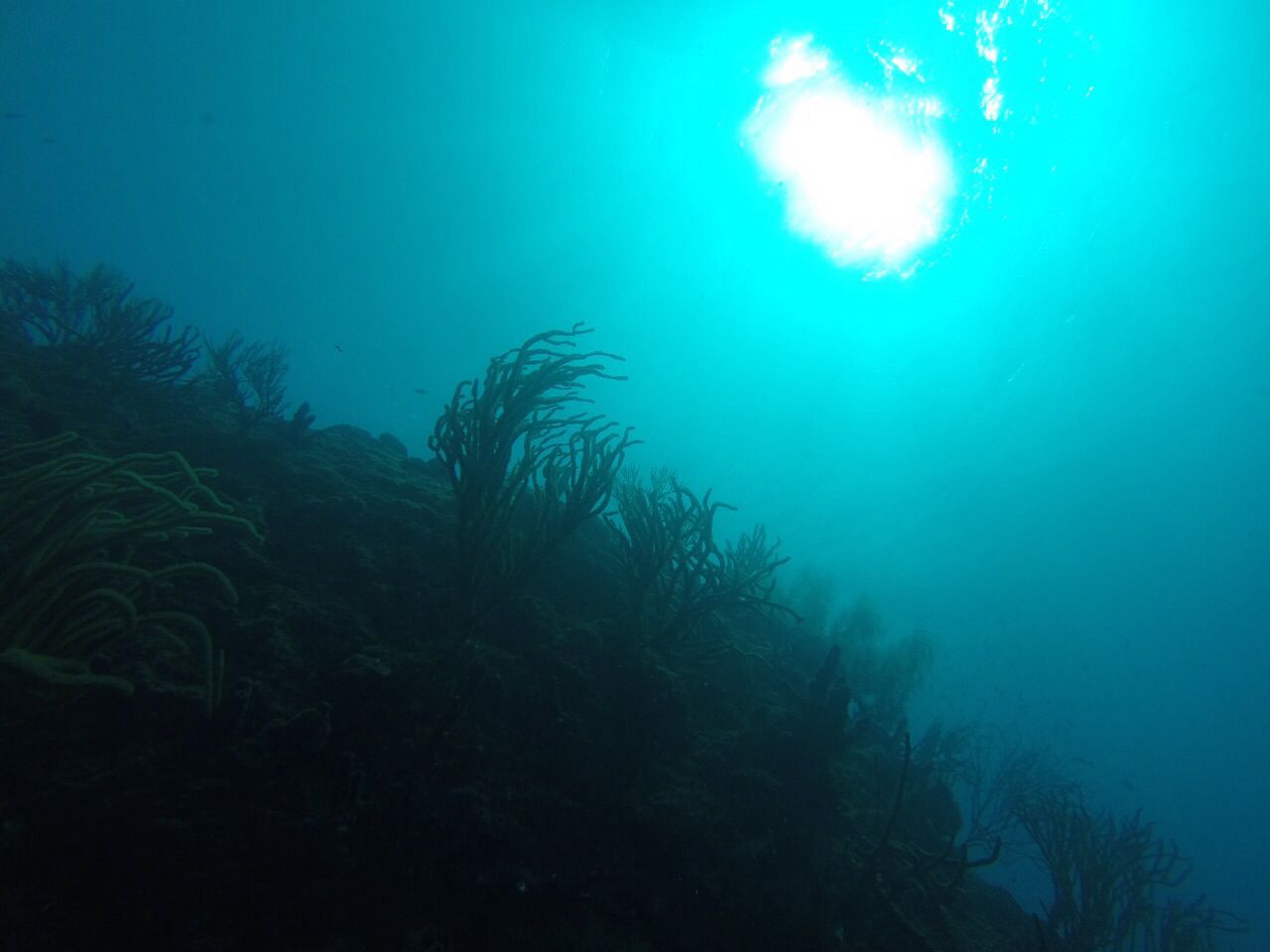 Curious2 Dive - Dive Center in Netherlands Antilles
