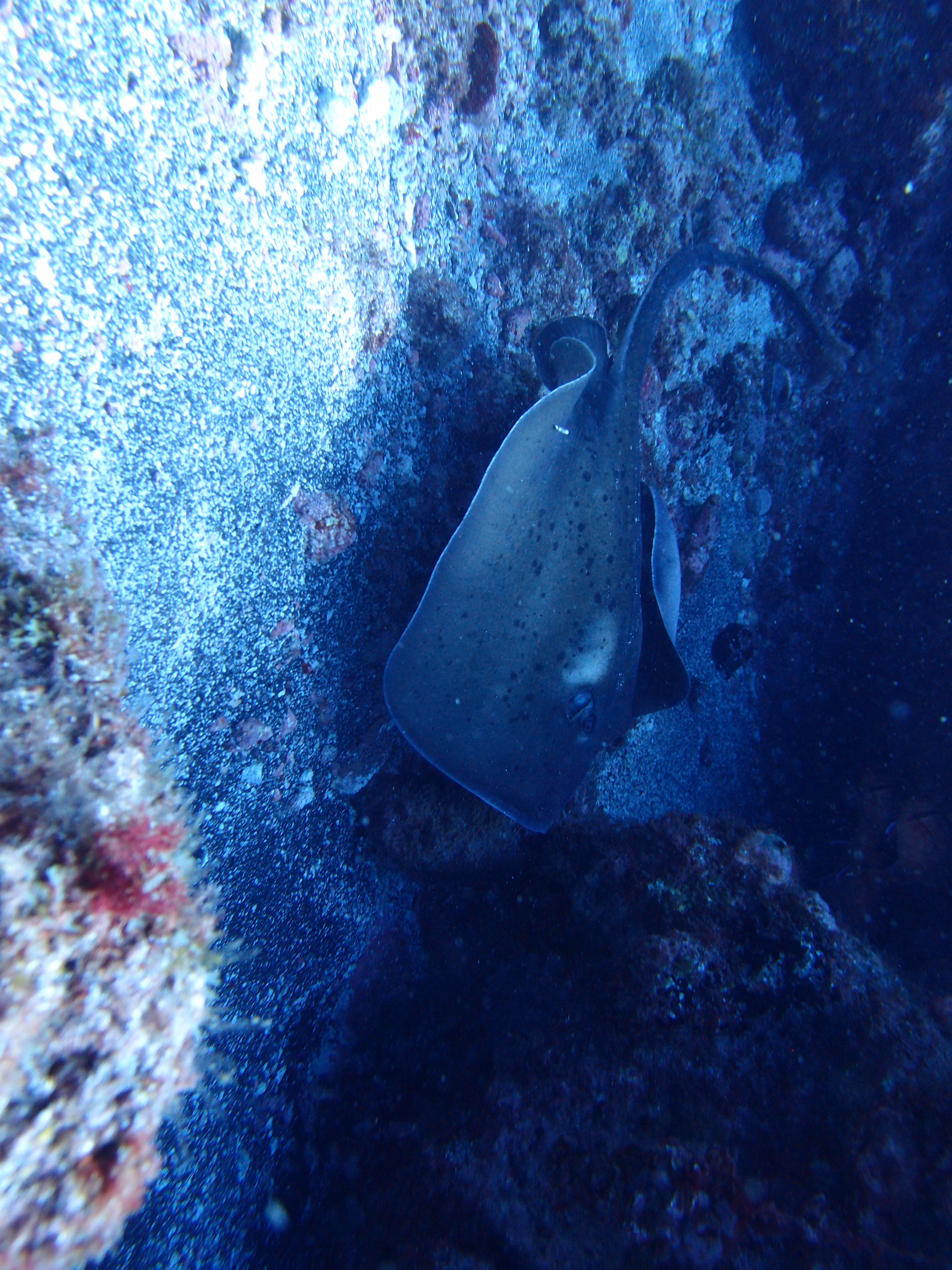 Dive Tribe - Dive Center in Cape Verde