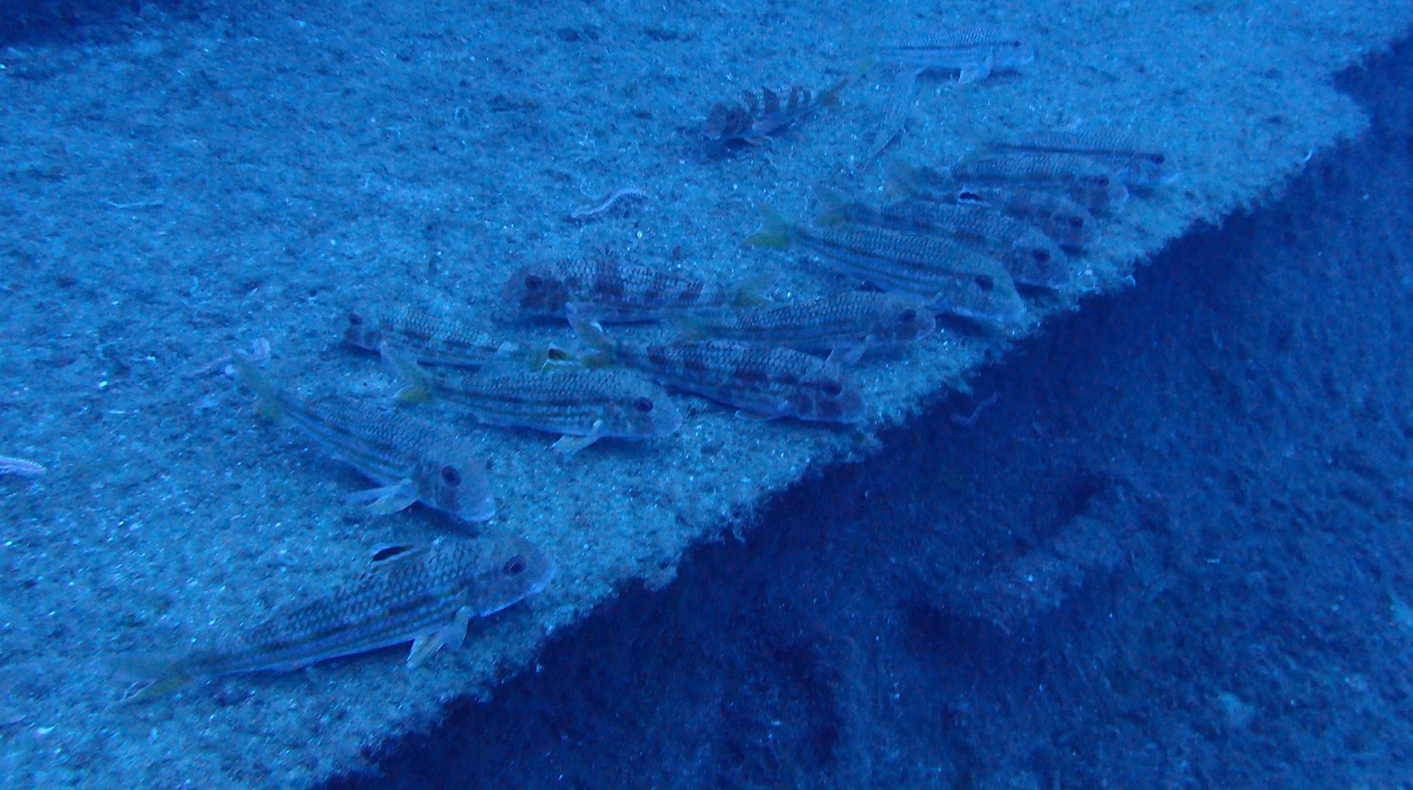 Porto Santo Sub - Dive Center in Portugal