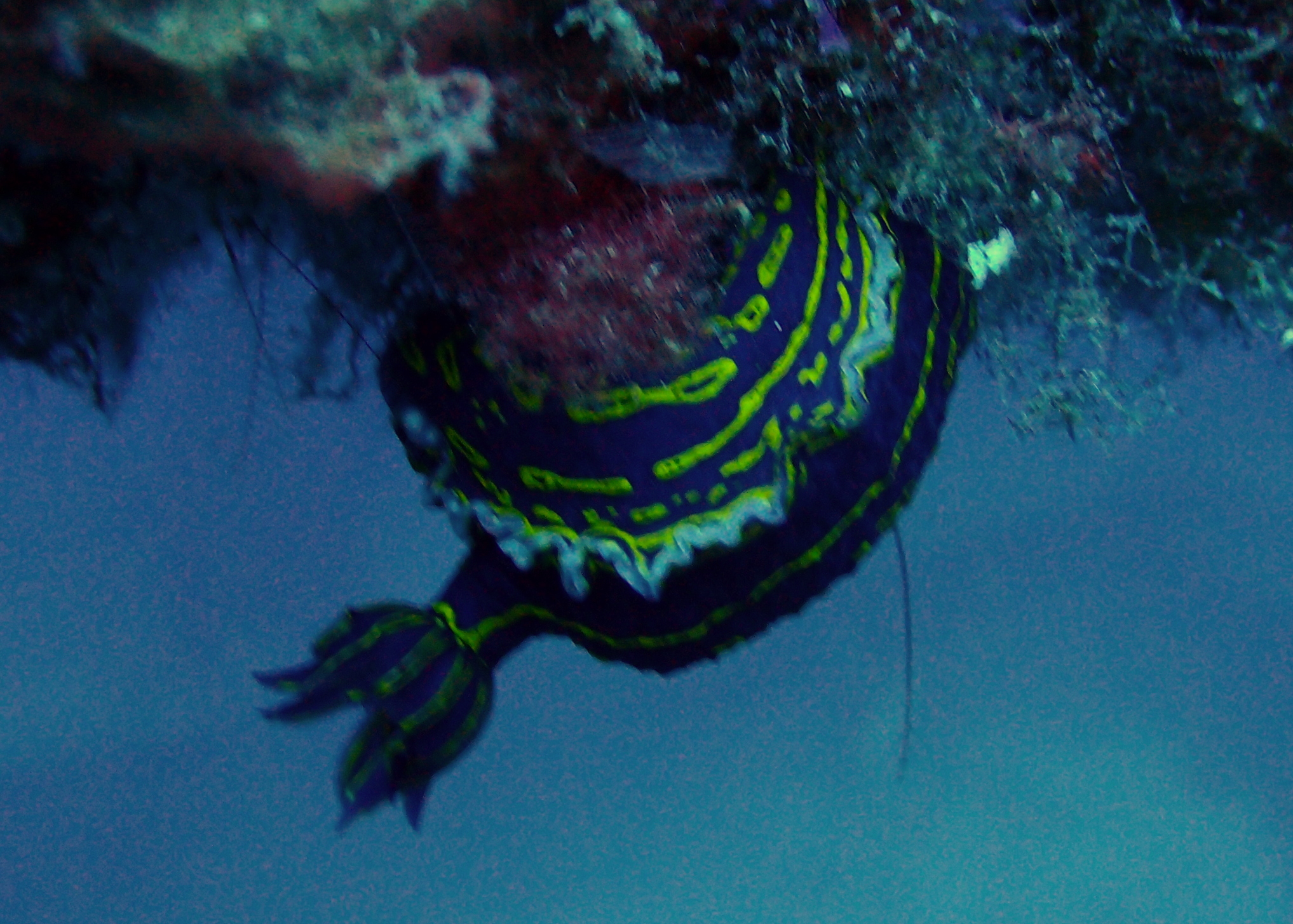 Porto Santo Sub - Dive Center in Portugal