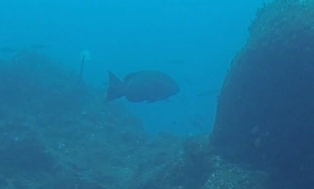 Picture taken during the dive
