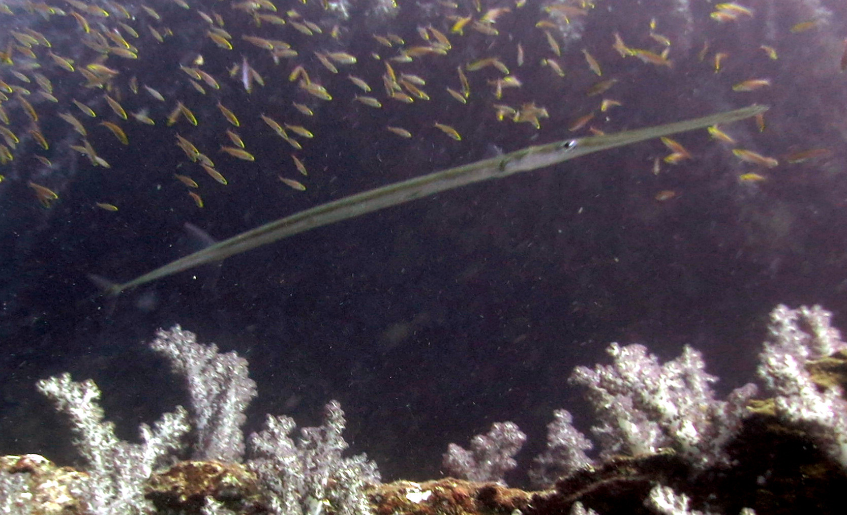 Scandinavian Diver Co, Ltd. - Dive Center in Thaïlande