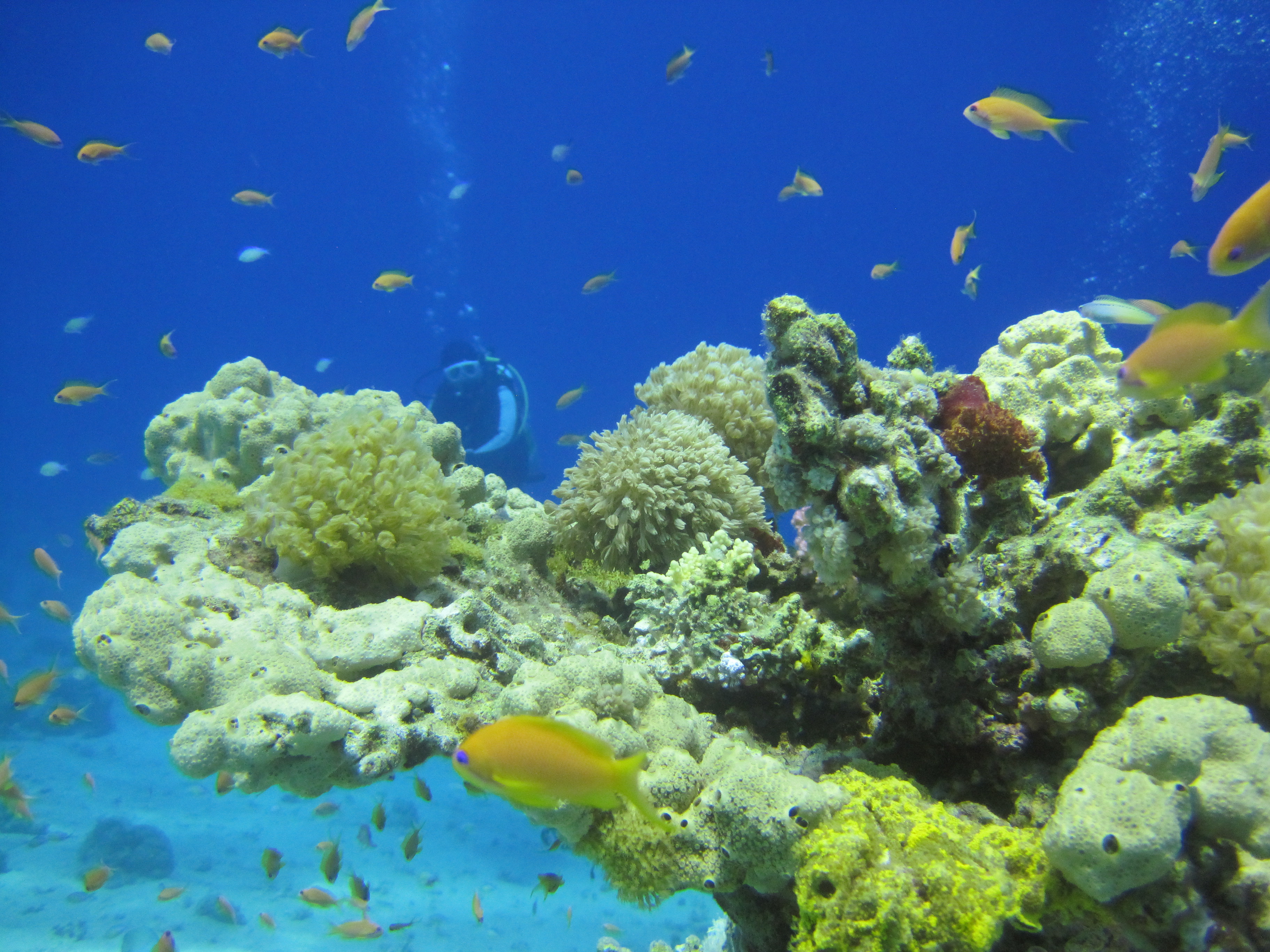 Shulamit's Eilat Diving Adventures - Dive Center in États-Unis